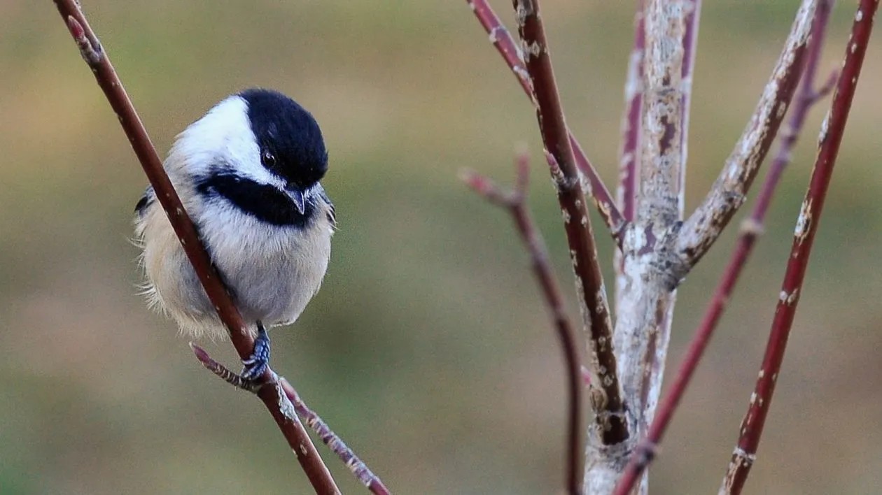 A small black and white bird sits on a thin red branch that is one of several thin growths from a thicker grey branch. 