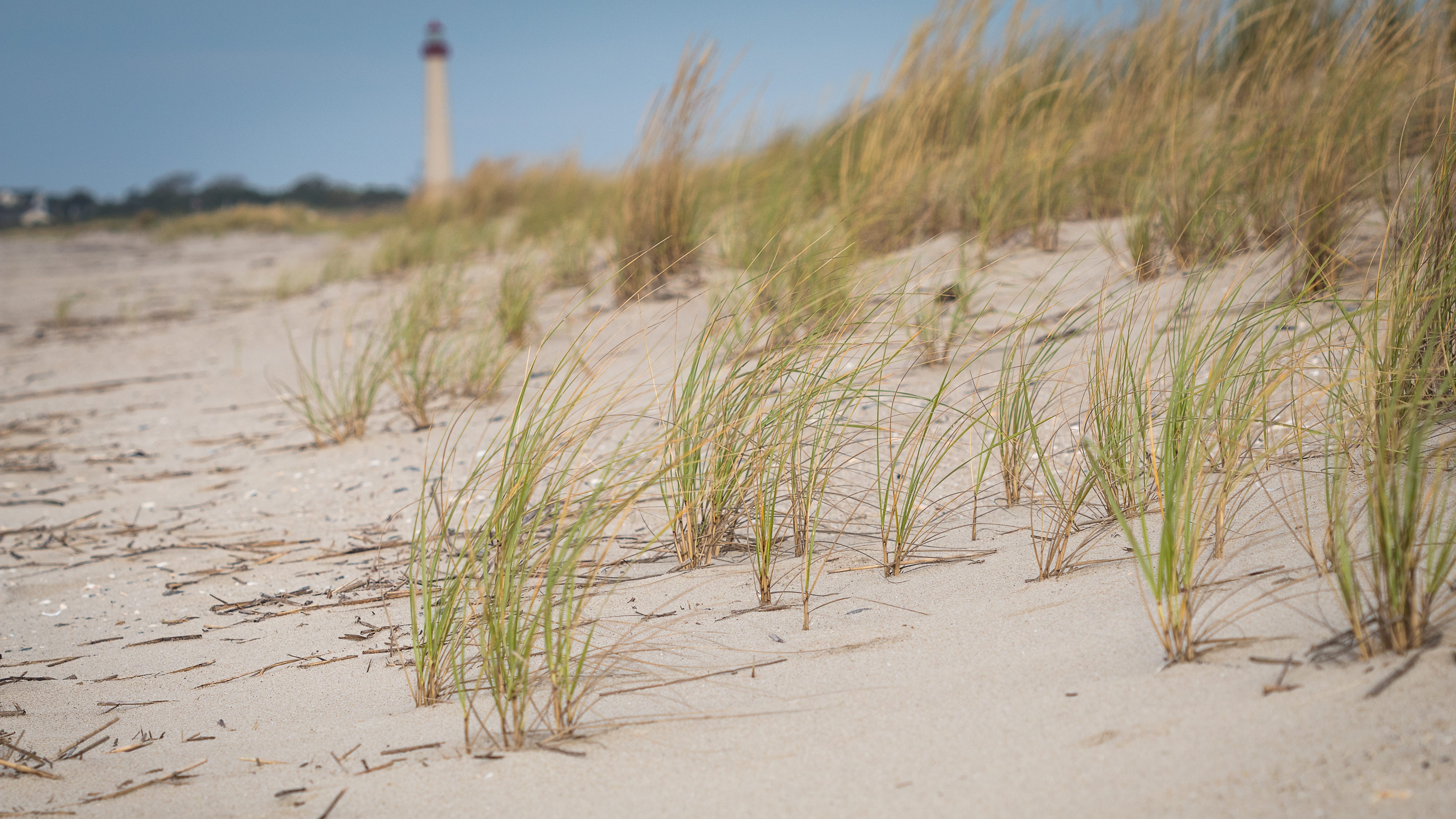 Grass grows on sand dune with lighthouse in background.