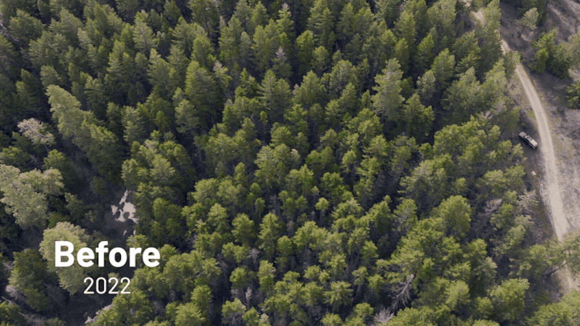 A gif illustrating a tree stand after and before forest treatment. 