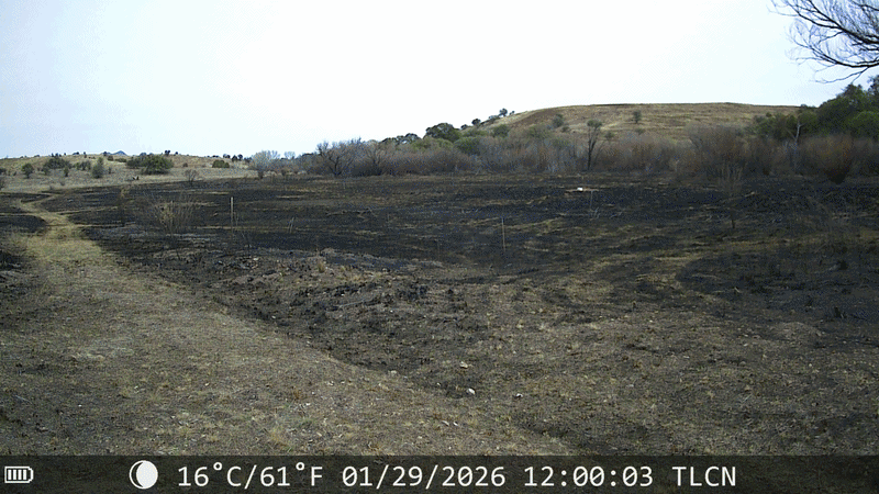 Animation showing a time lapse of a small area becoming more green with grass over time.