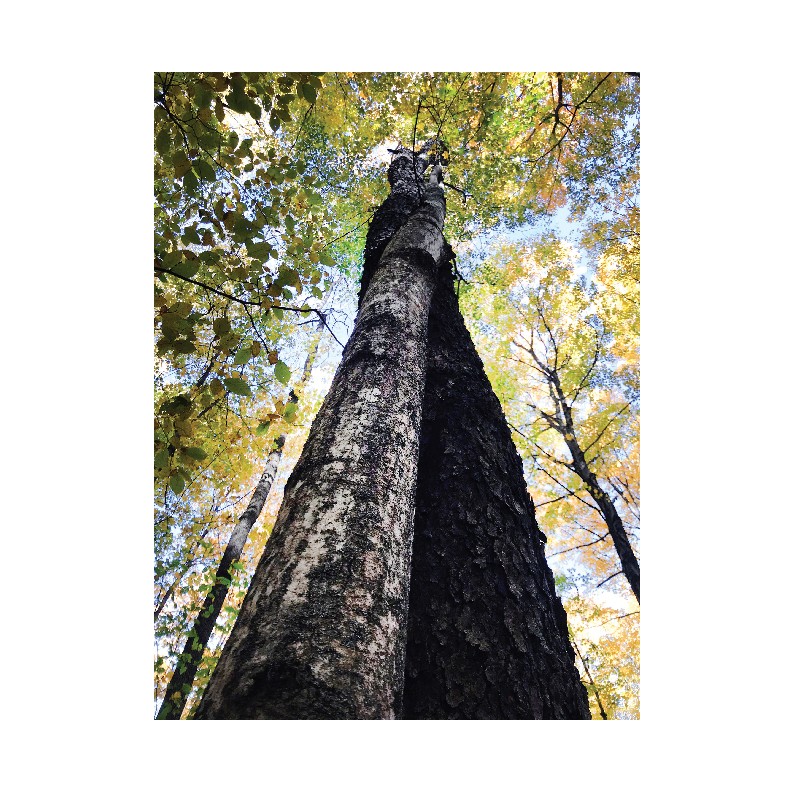 TNC Vermont's artist-in-residence, Elizabeth Billings, created her Fall Visual Journal as part of our art installation project titled, "Together: Nature Unites Us."