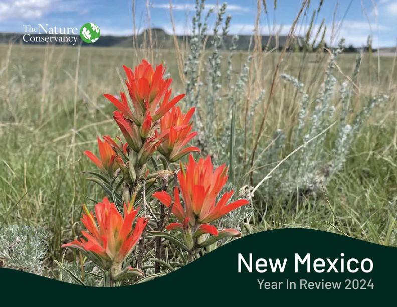 Red flowers appear in a grassland area.