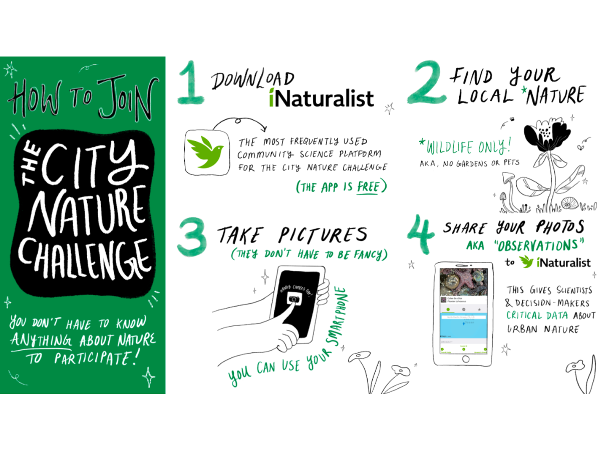 An illustration on how to participate in the City Nature Challenge.
