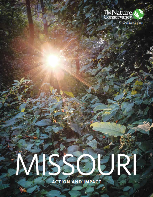 Cover of report with a sun ray shining through trees. 