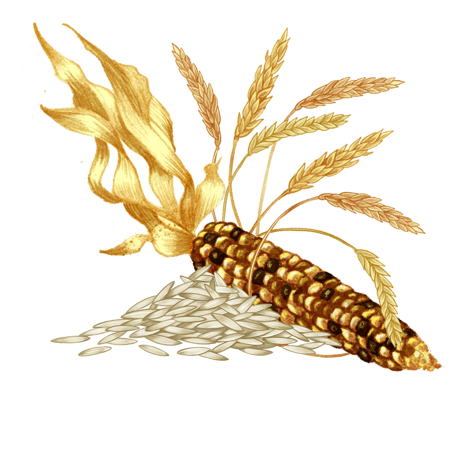 A color illustration of an ear of multicolored corn