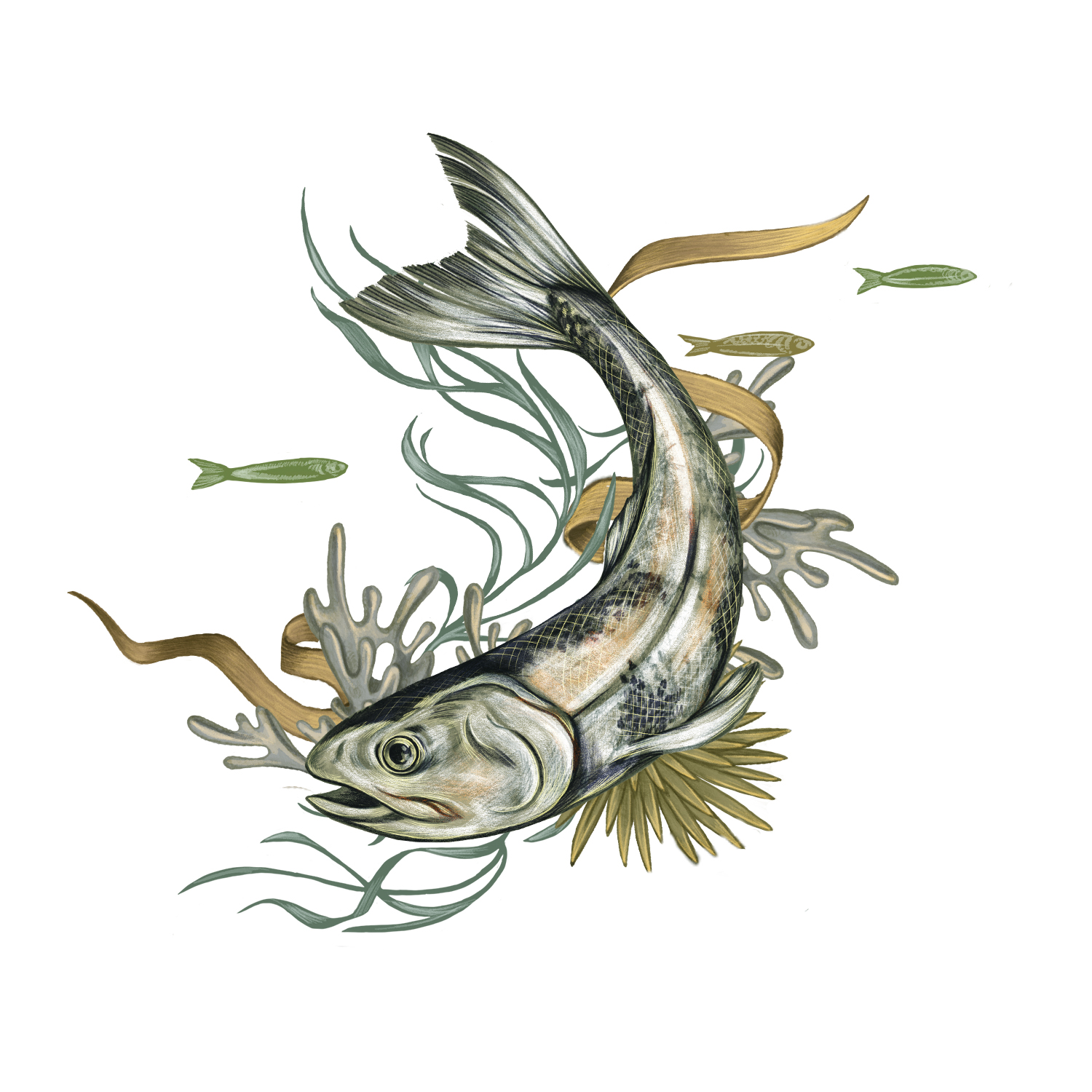 A color illustration of a fish
