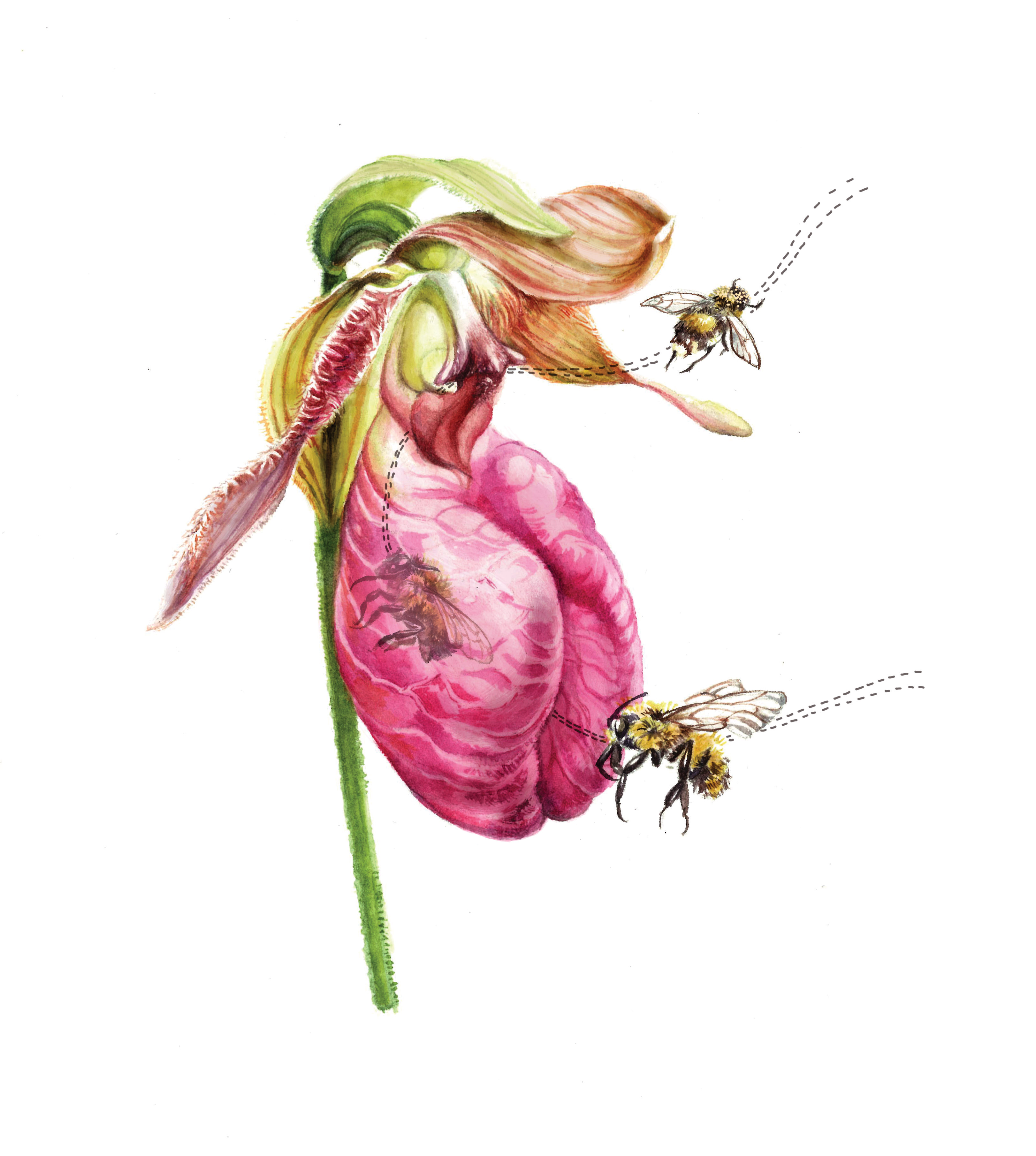 An illustration of pink lady's slipper orchid with bees