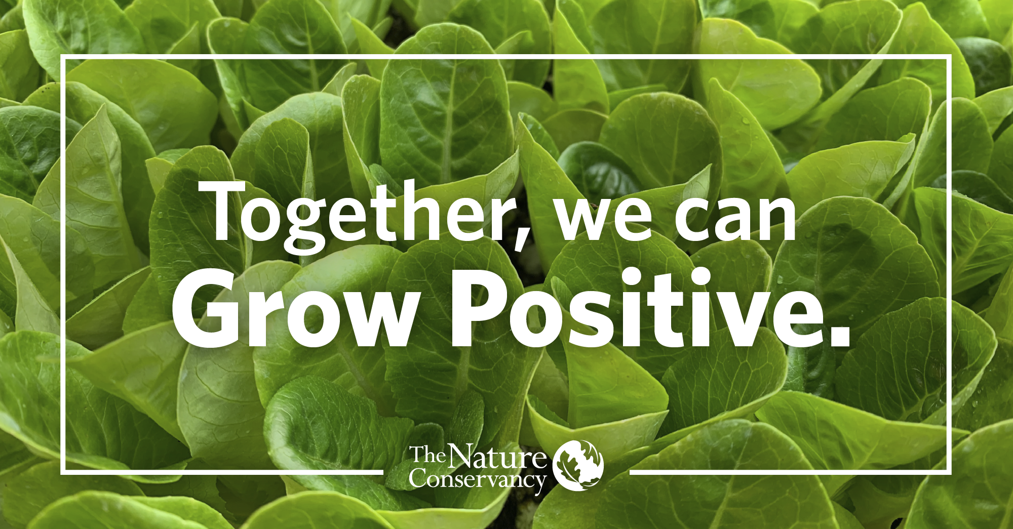 white text that says 'together, we can grow positive' with tnc logo over a photo of dark red apples