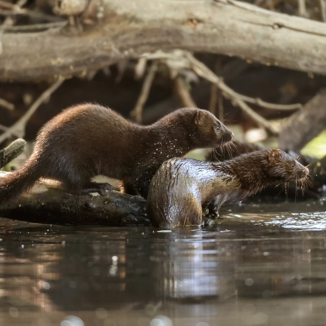 Two American mink standing side-by-side at the edge of a stream, looking off into the distance. 