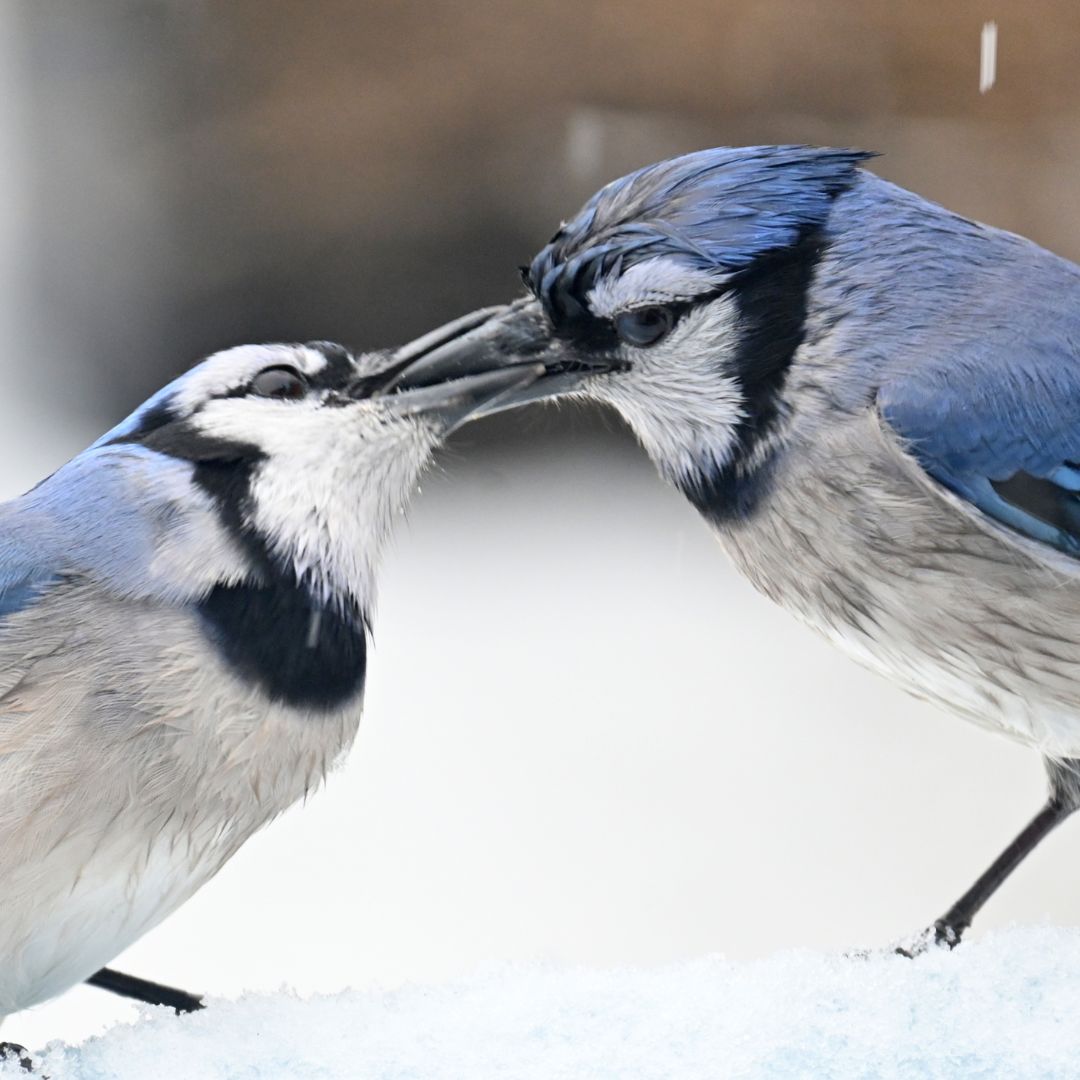 A male blue jay feeding a female blue jay in the snow. 
