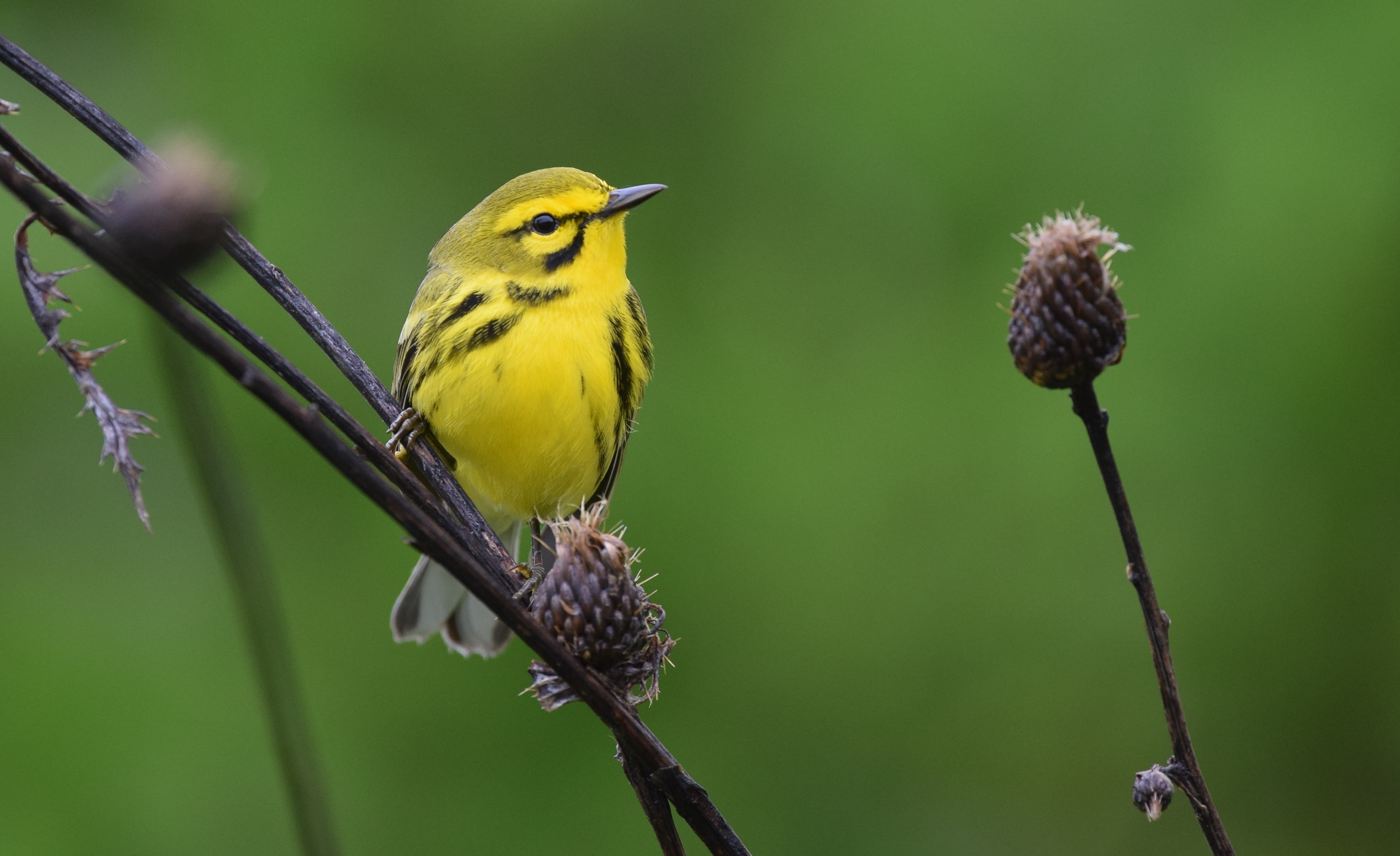 A yellow bird perches on a branch. 
