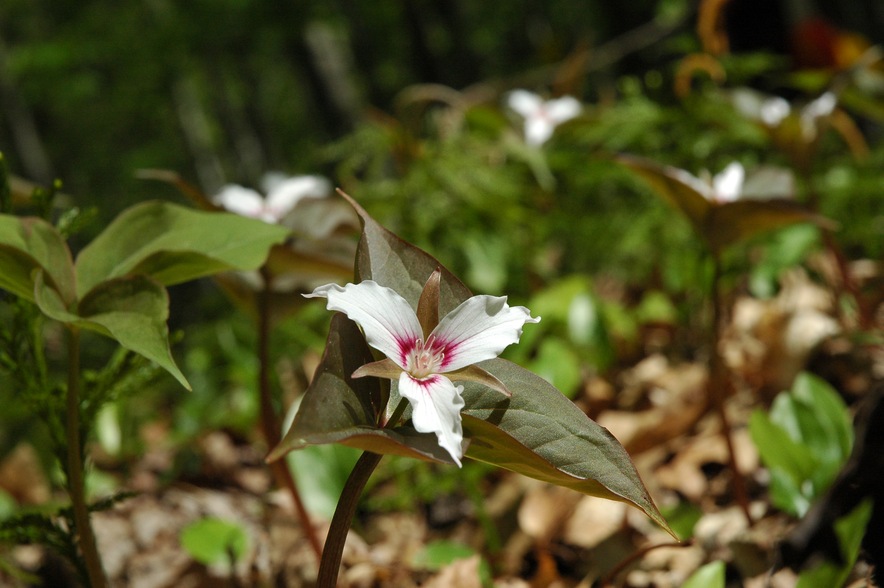 Large three-petaled white flower blooms in forest.