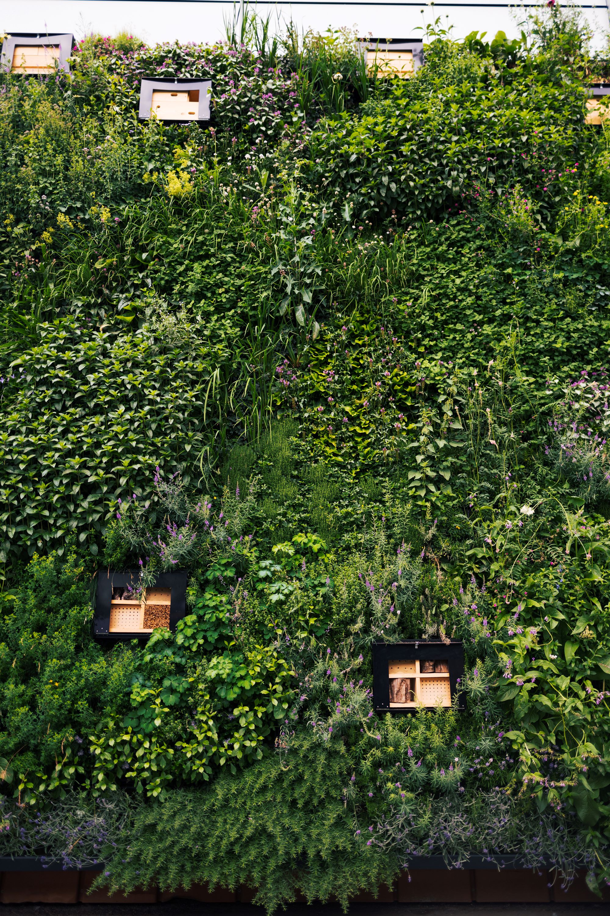 A wall of plants with feeders and boxes.