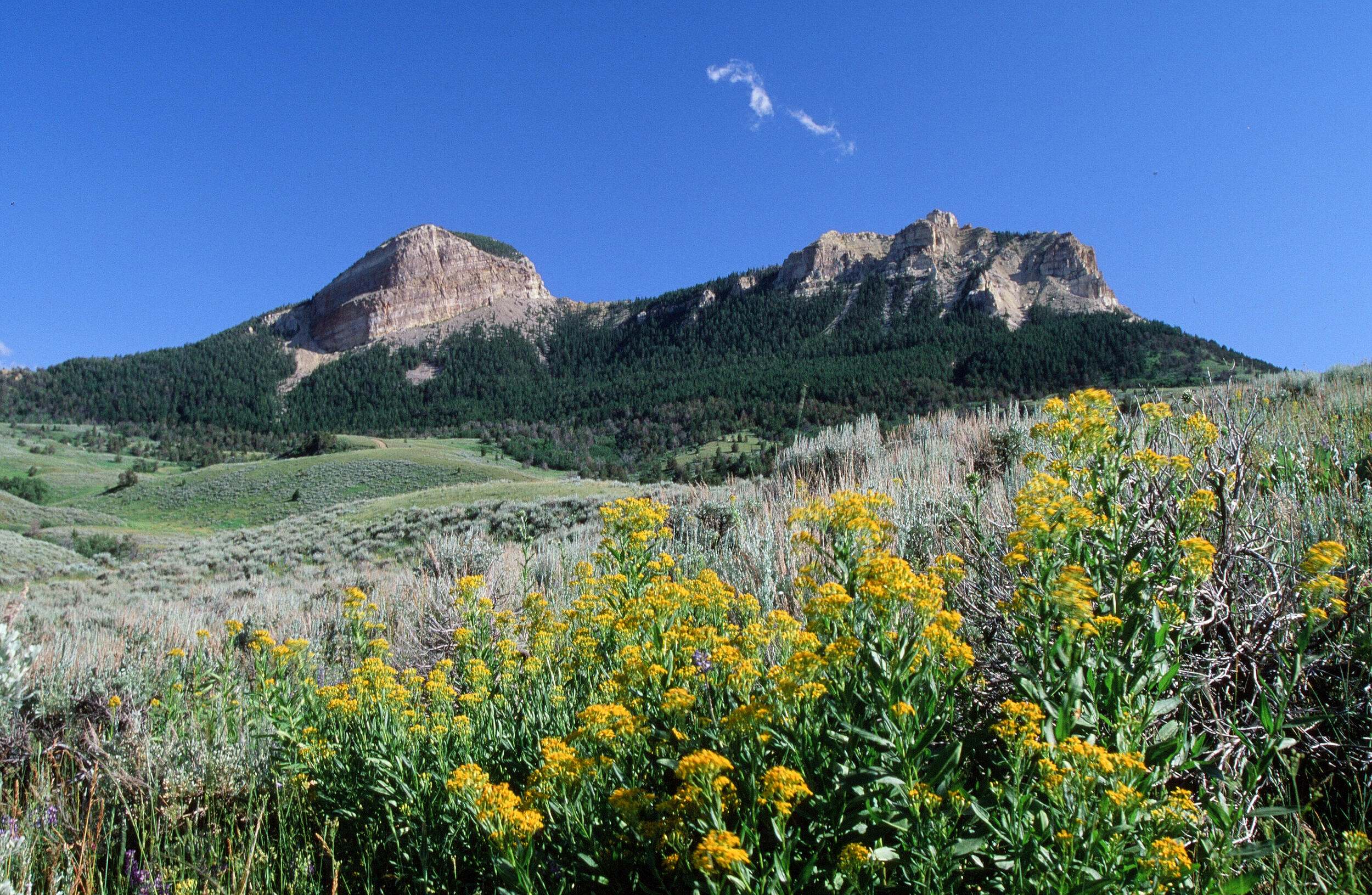Yellow flowers floom at the foot of a large mountain.