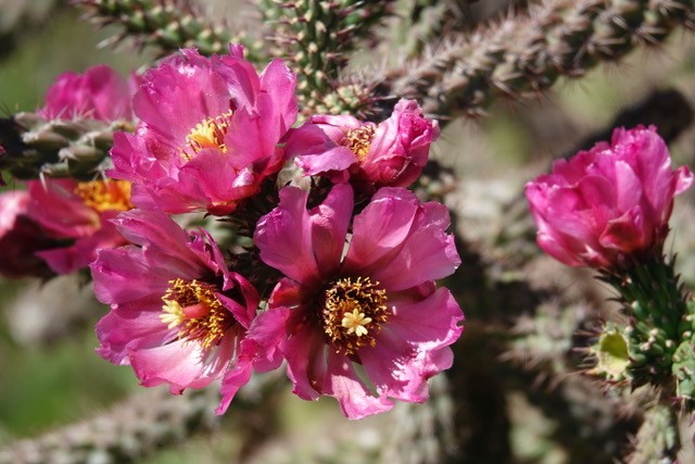 Vibrant, pink cholla flowers on a sunny day.