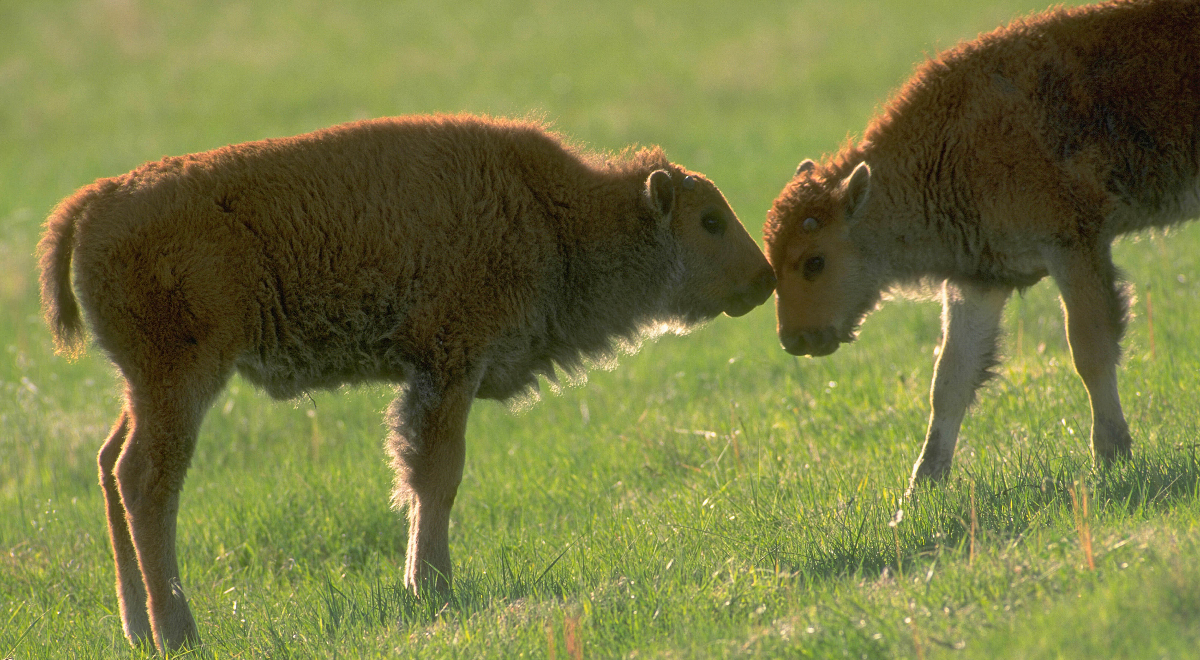 Two bison calves.
