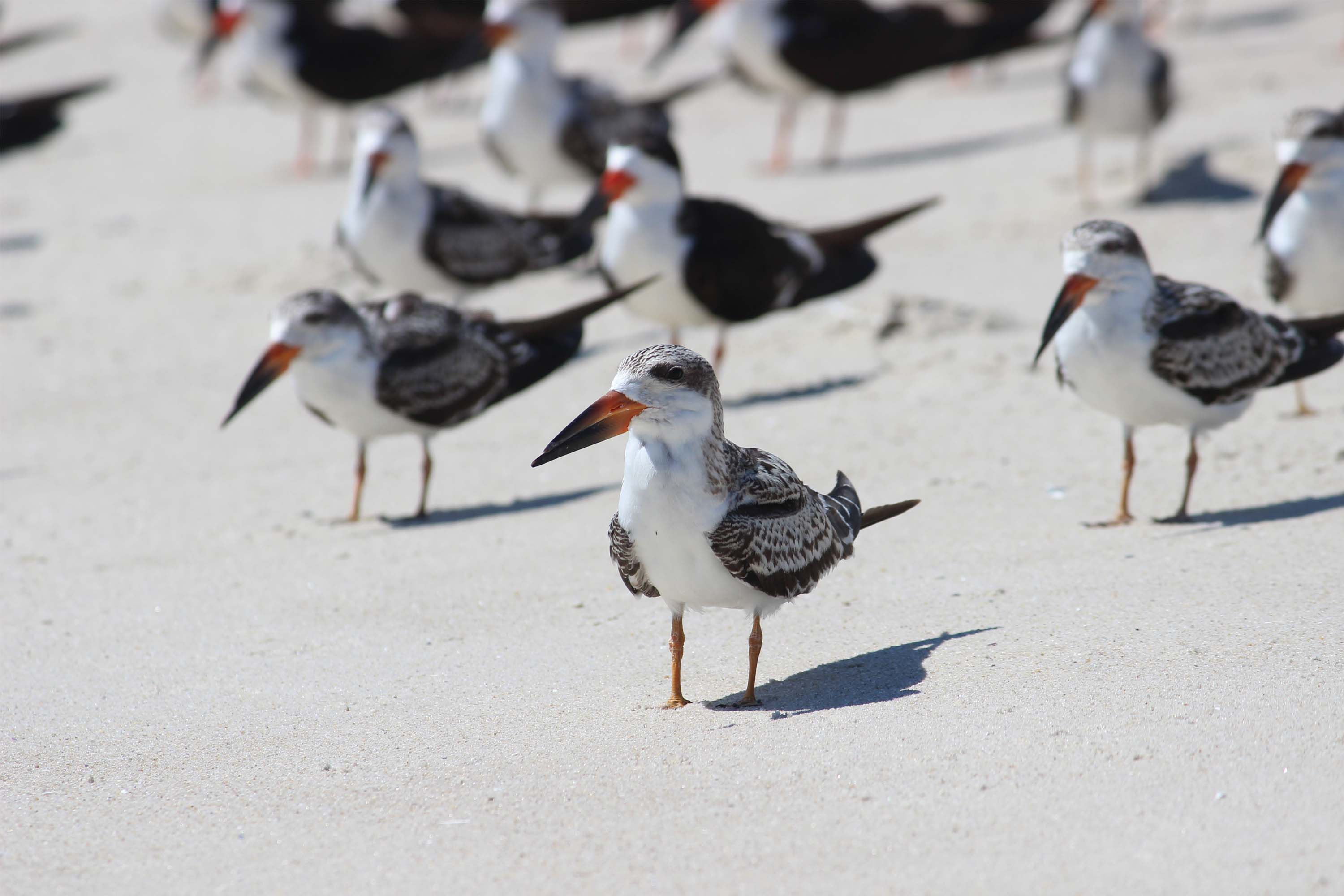 Black skimmers