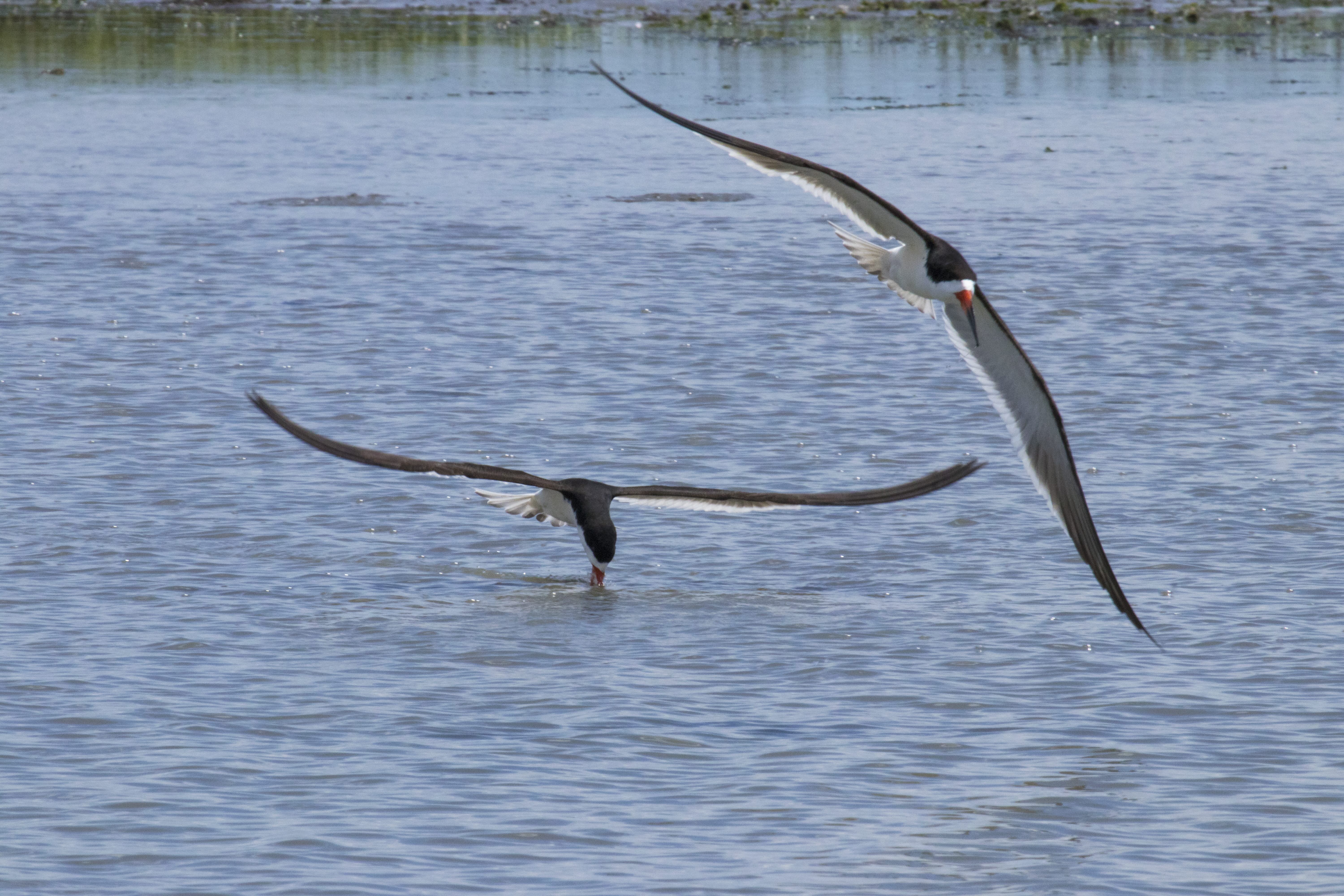 A photo of Black Skimmers flying with their long wings close to water. 