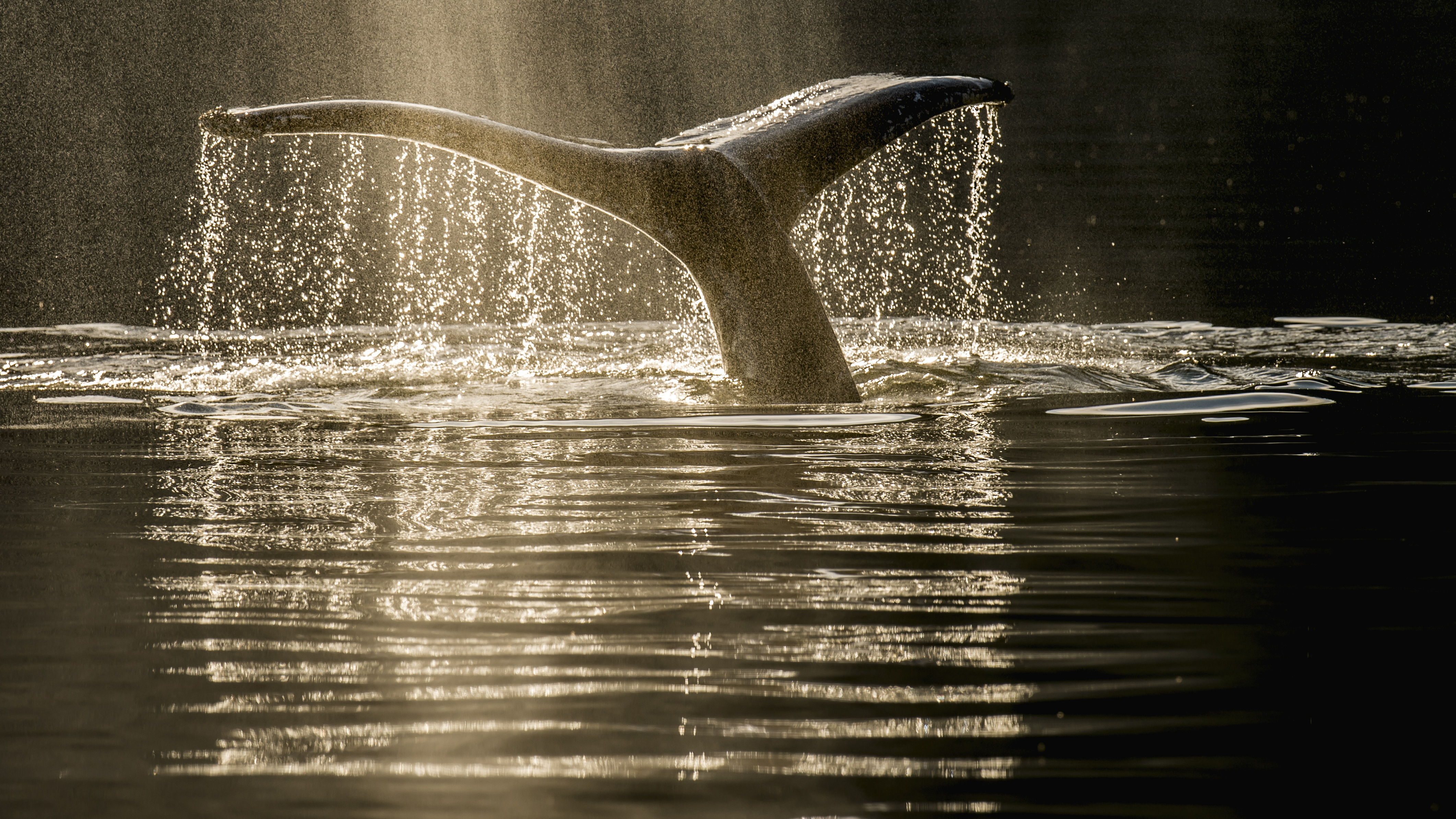 Humpback whale's tail emerging from water.