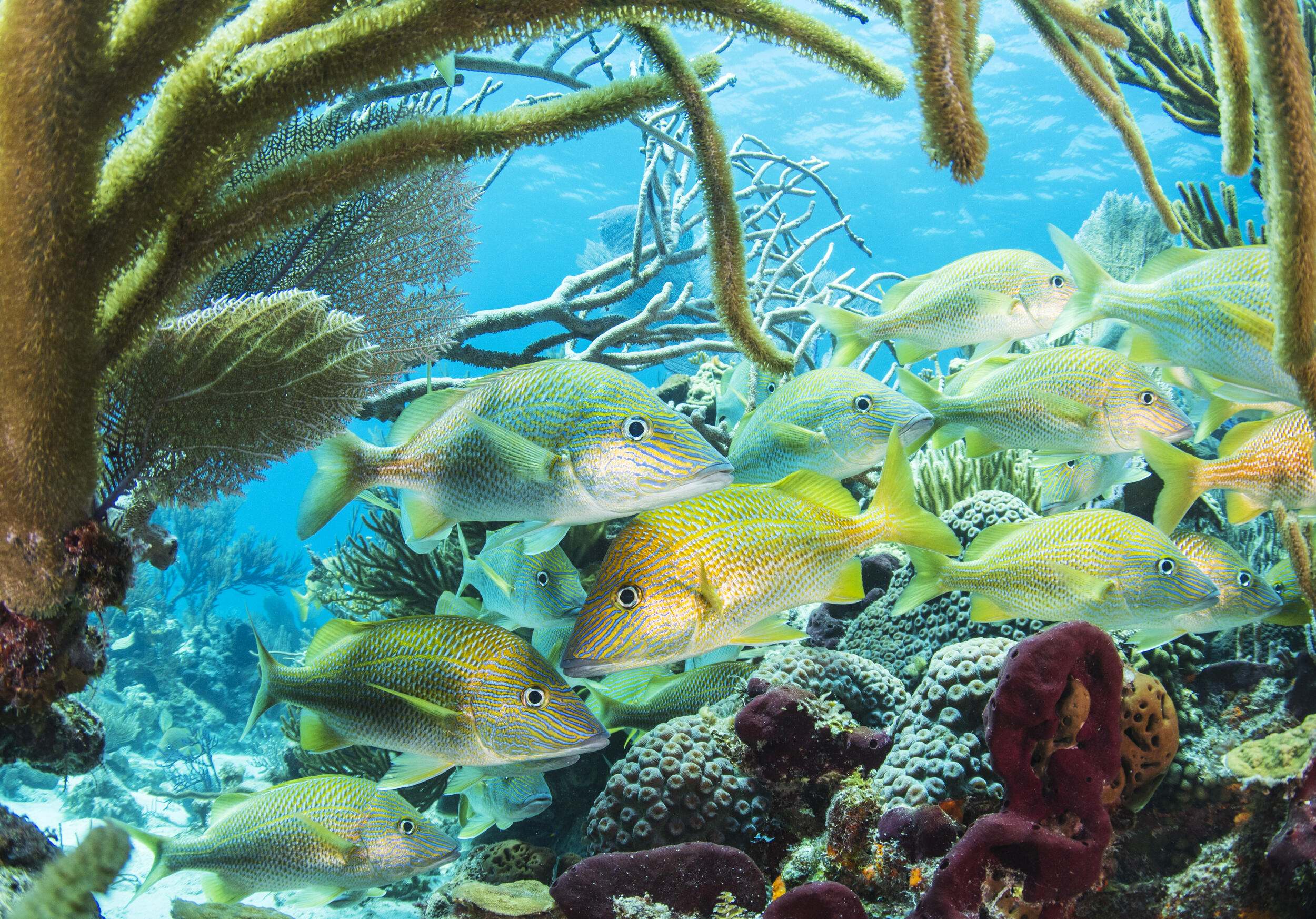 School of grunt inhabits coral reef inside one of The Bahamas oldest marine protected areas.
