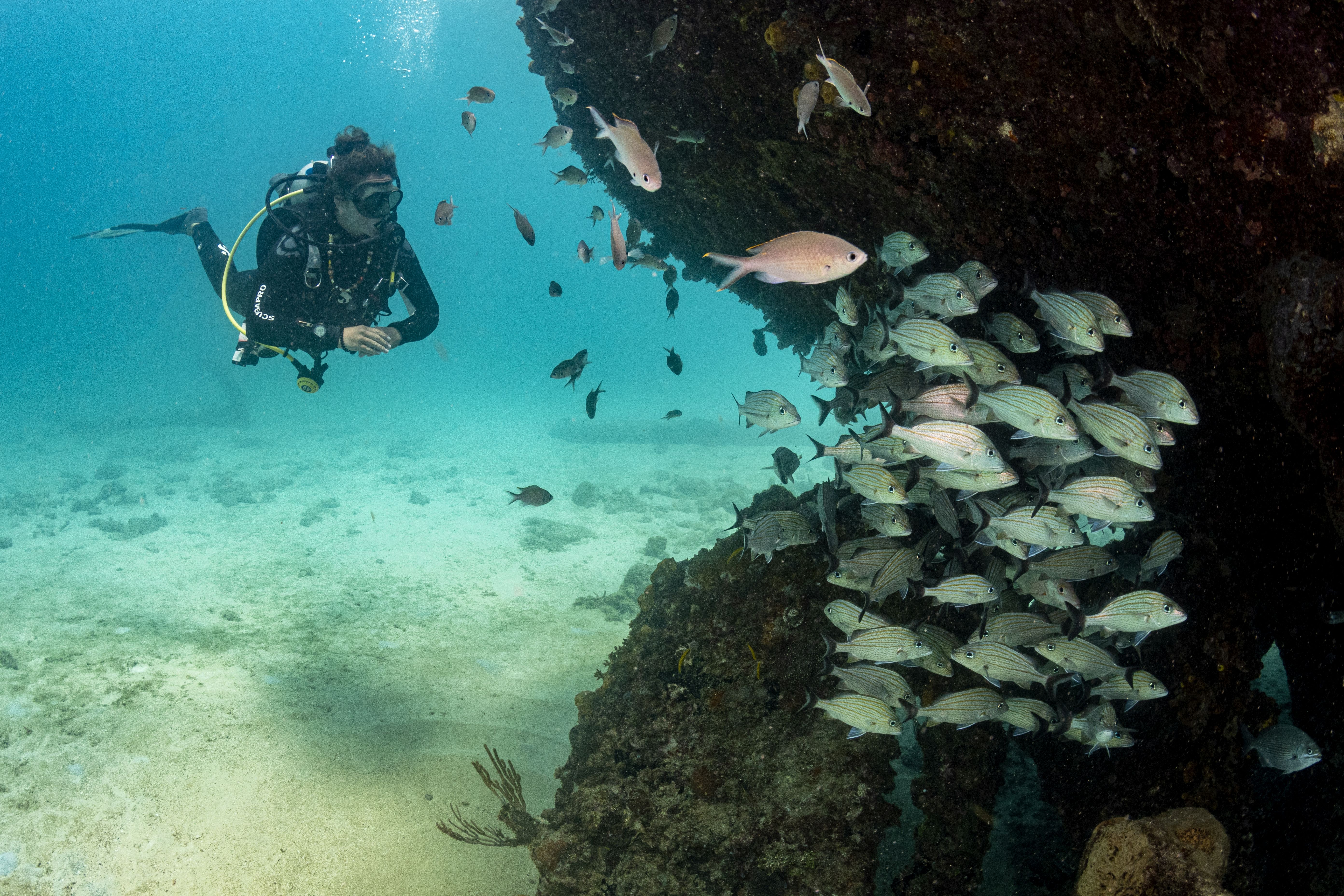 A diver swims by coral with a school of fish swimming nearby.
