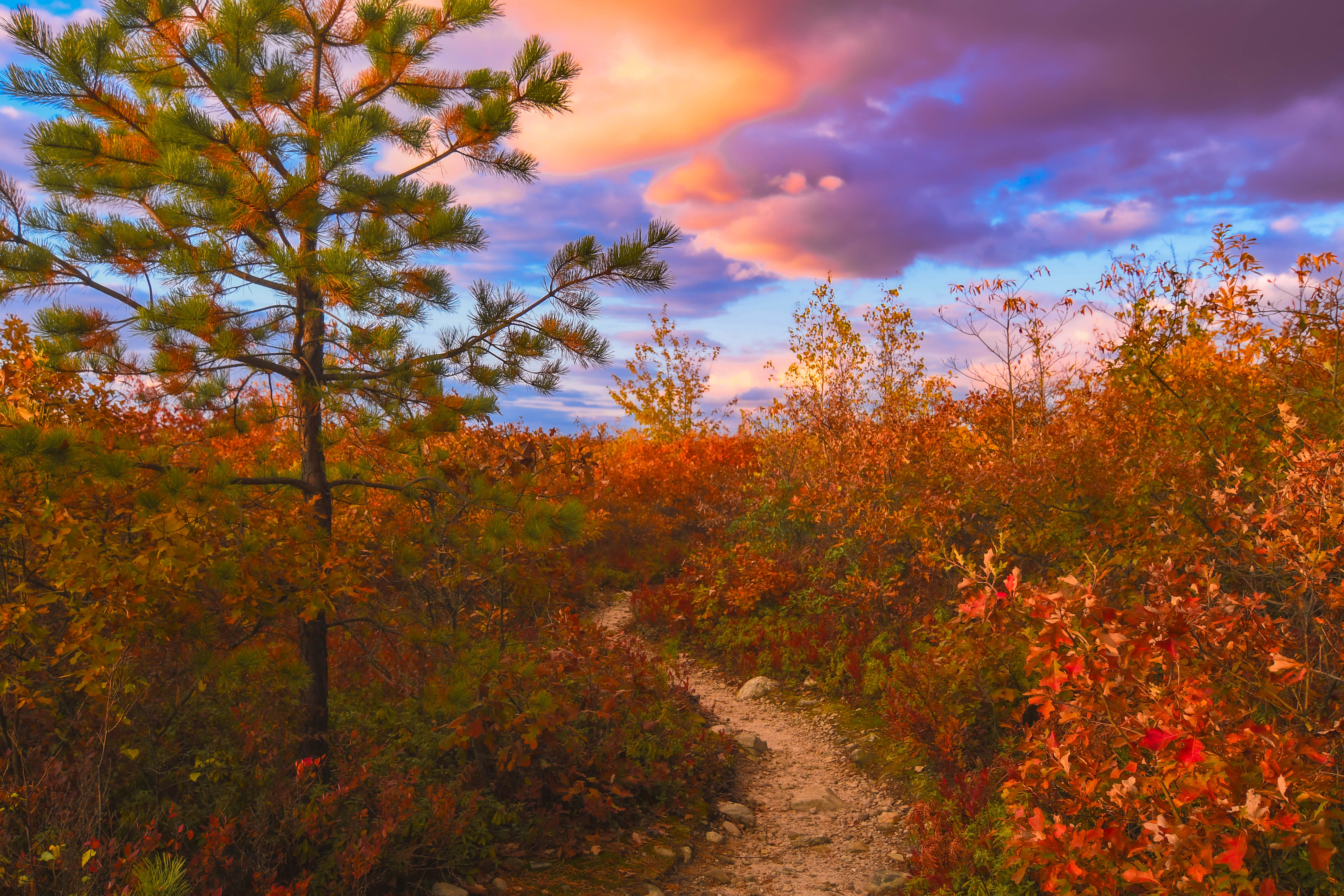 A cleared path runs through a tall brush. A tree sits to the left of the path agasint a pink and purple clouded sky.