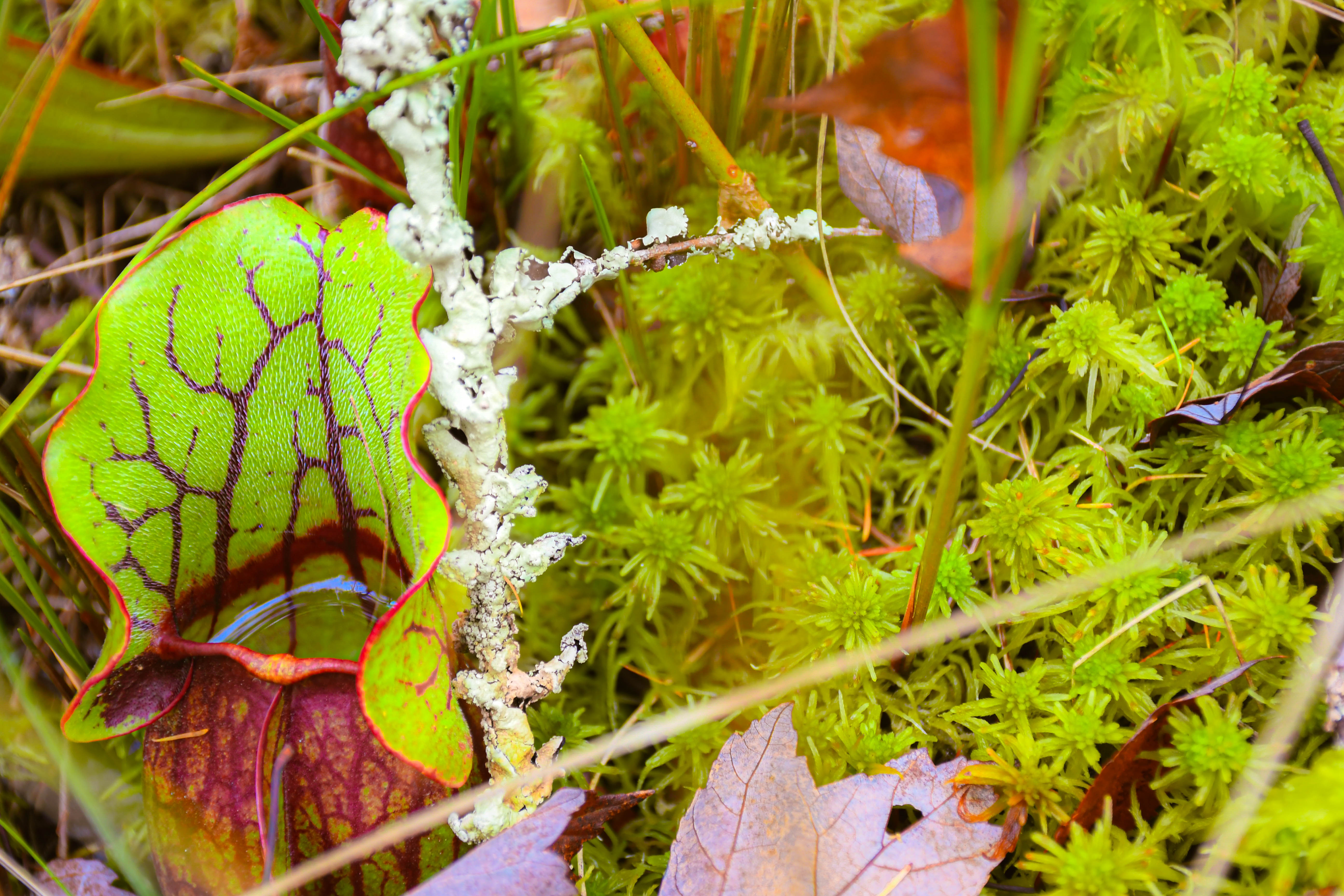 A pitcher plant growns in a bog and holds water in it's center tube.