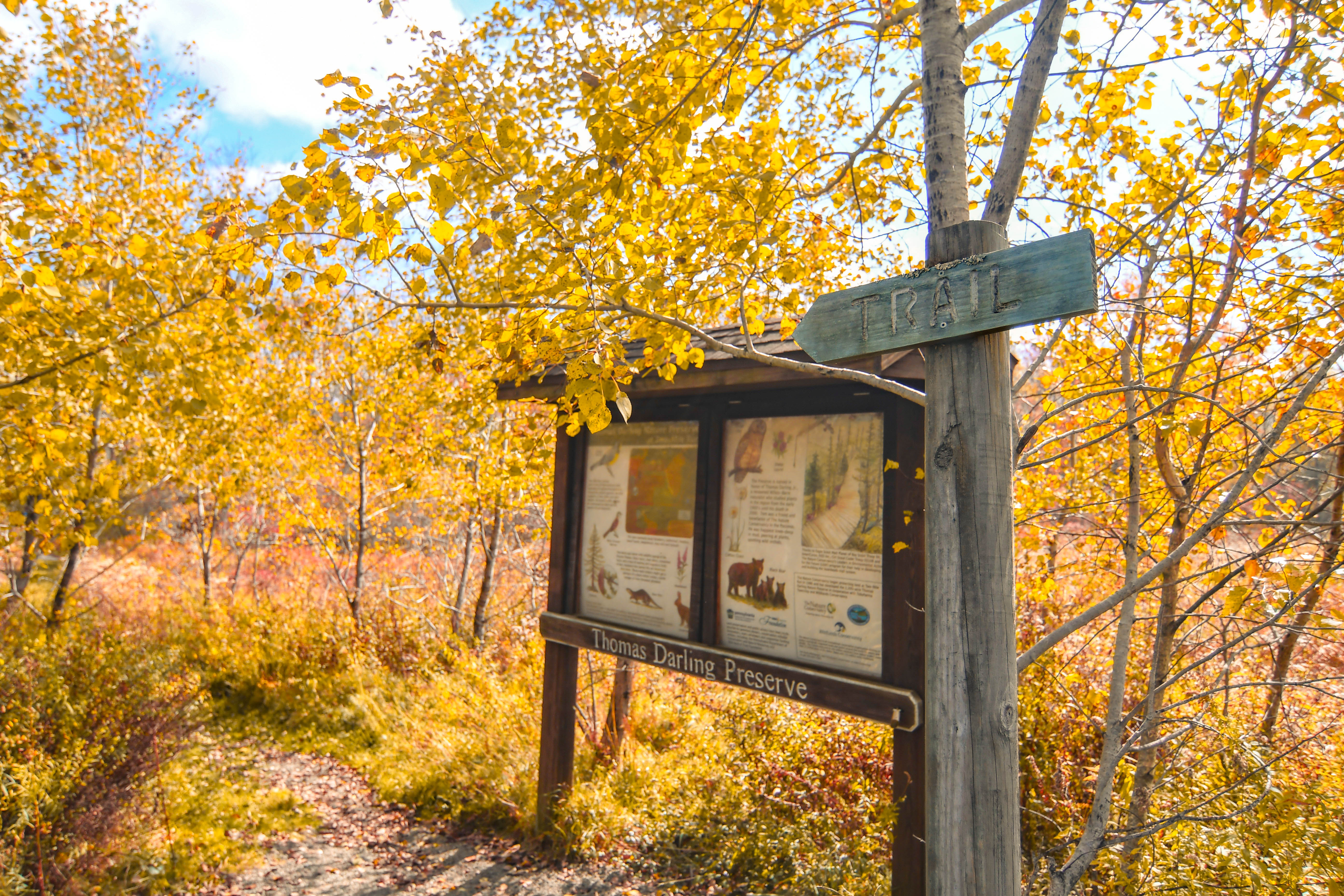 A wooden kisok sits at a trail entracne agasint fall colored trees with yellow leaves.