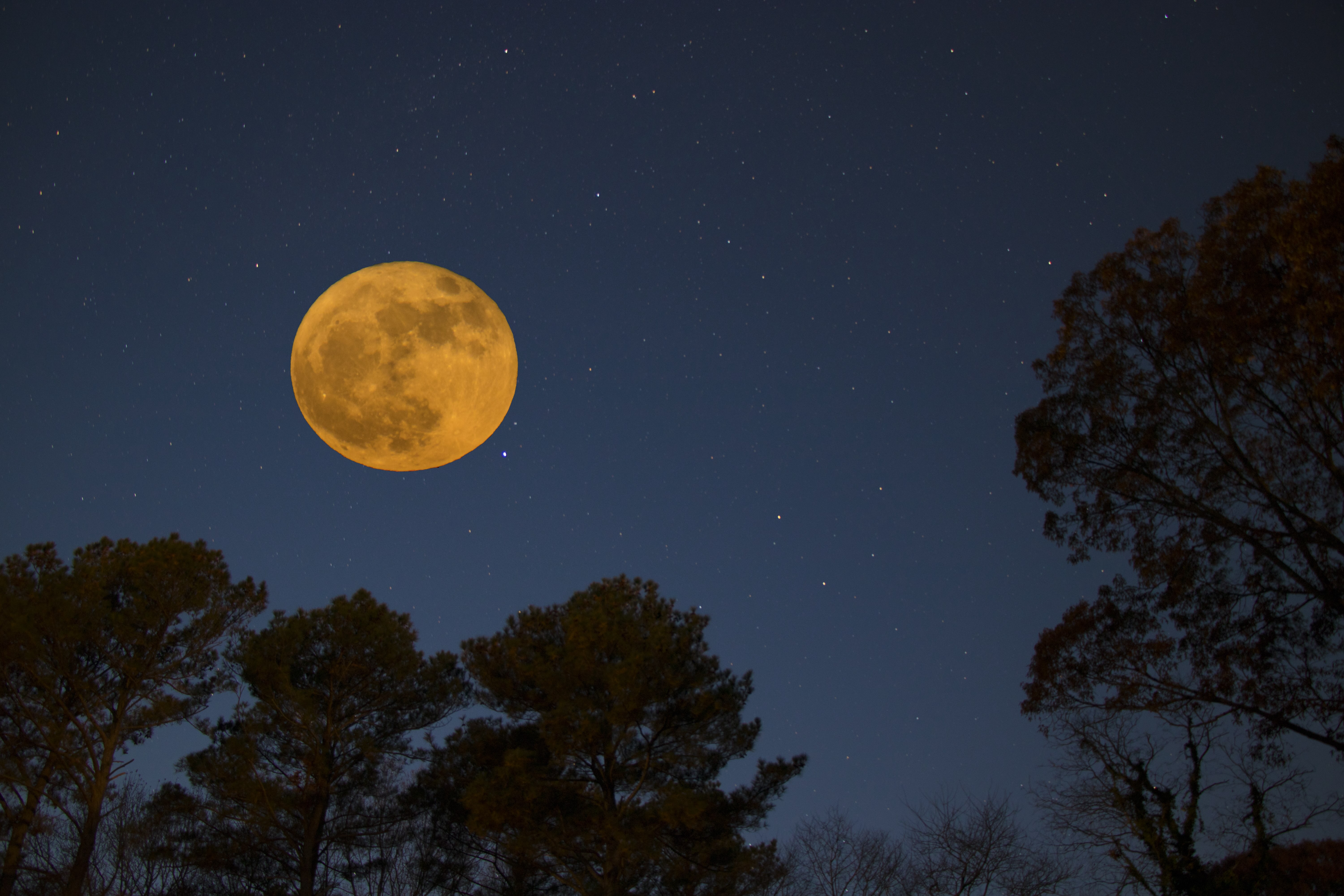 A view of a full, yellow moon in the night sky, surrounded by the silhouettes of tree branches.