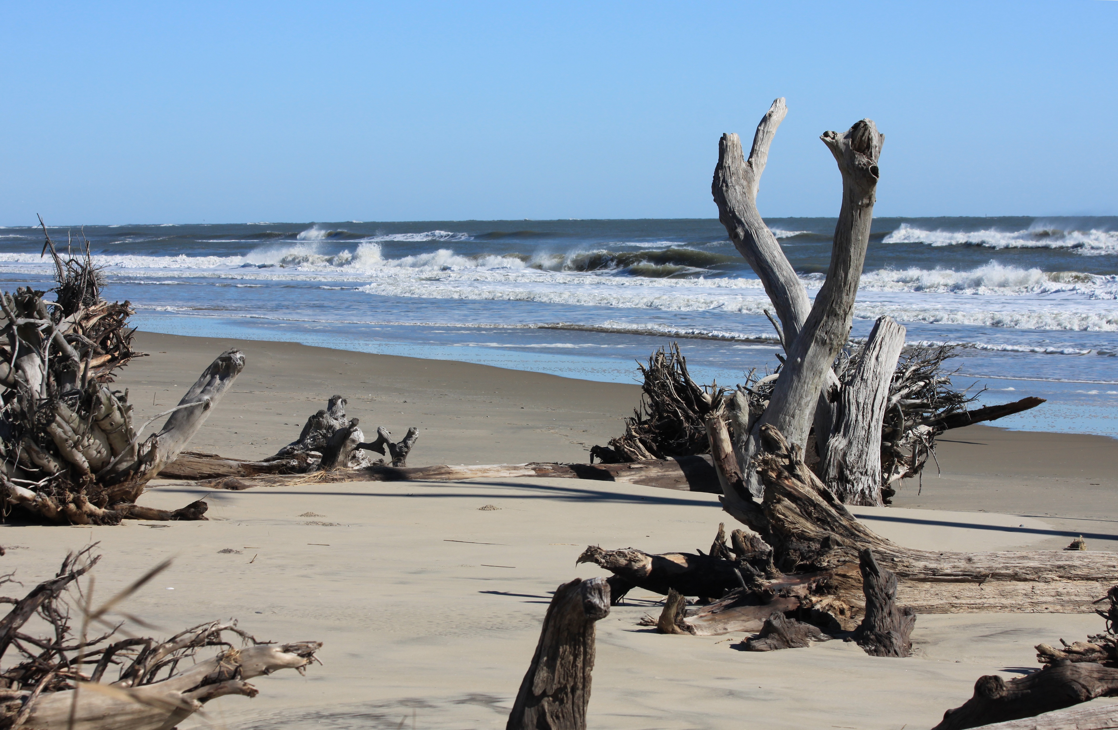 Dead trees nestled in the sand on the Eastern Shore of Virginia.