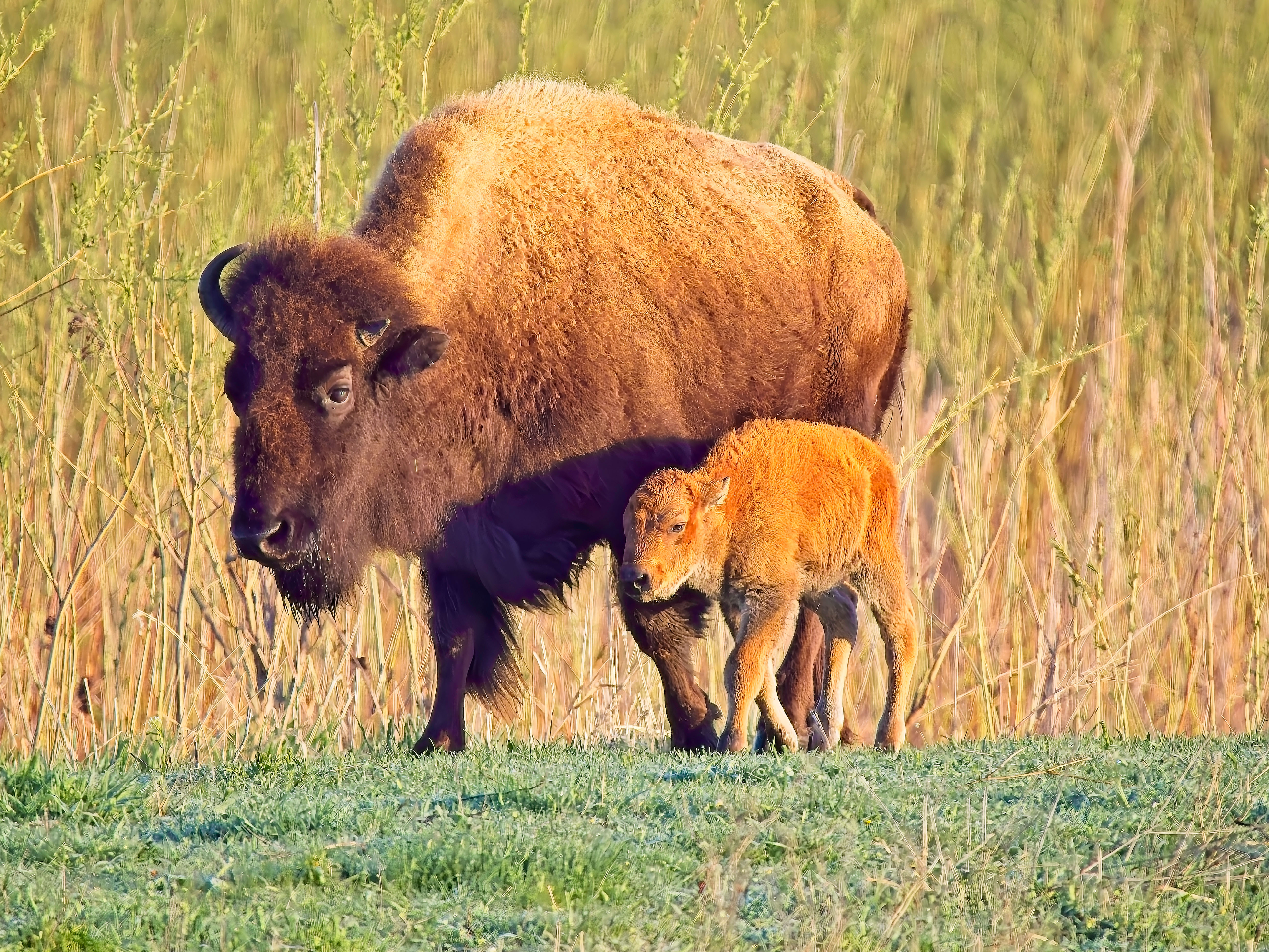 A bison and her calf. 