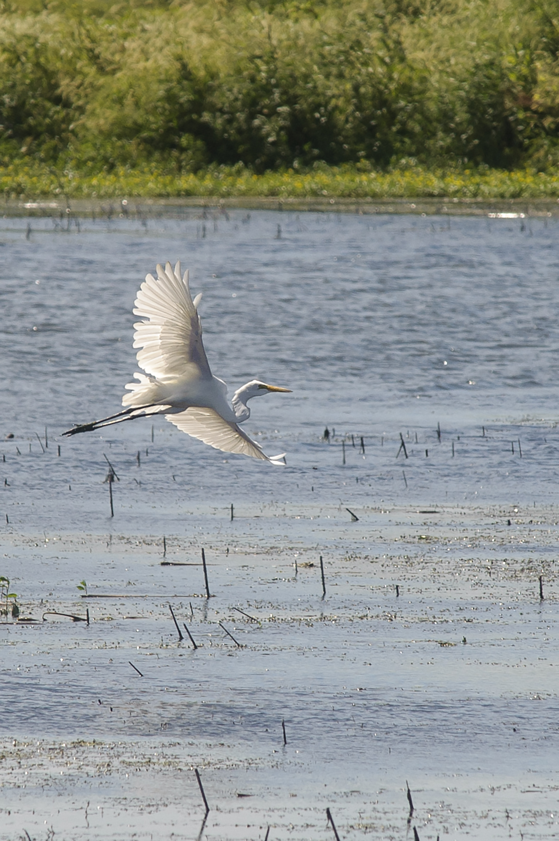 An egret flying over a wetland.