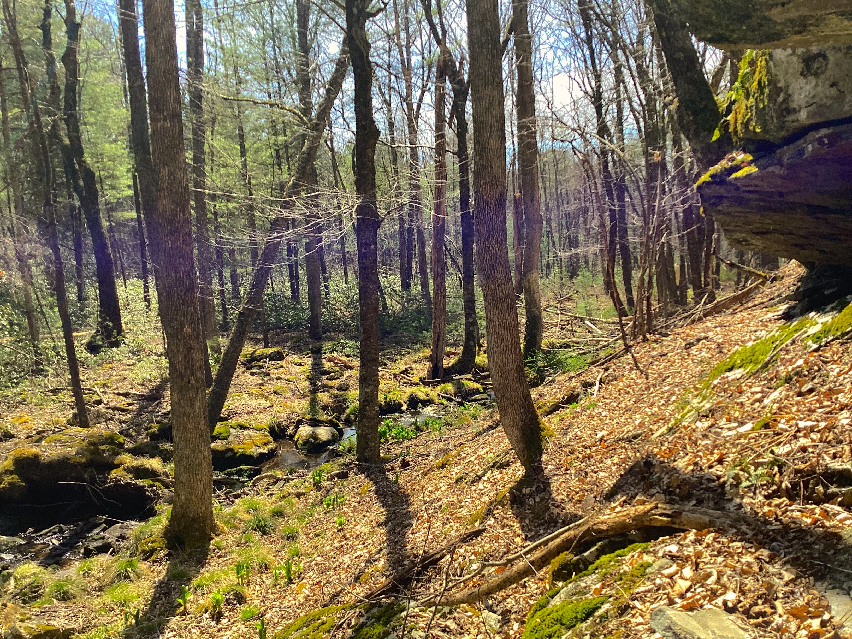 Several tall and thin trees grow in a forest.