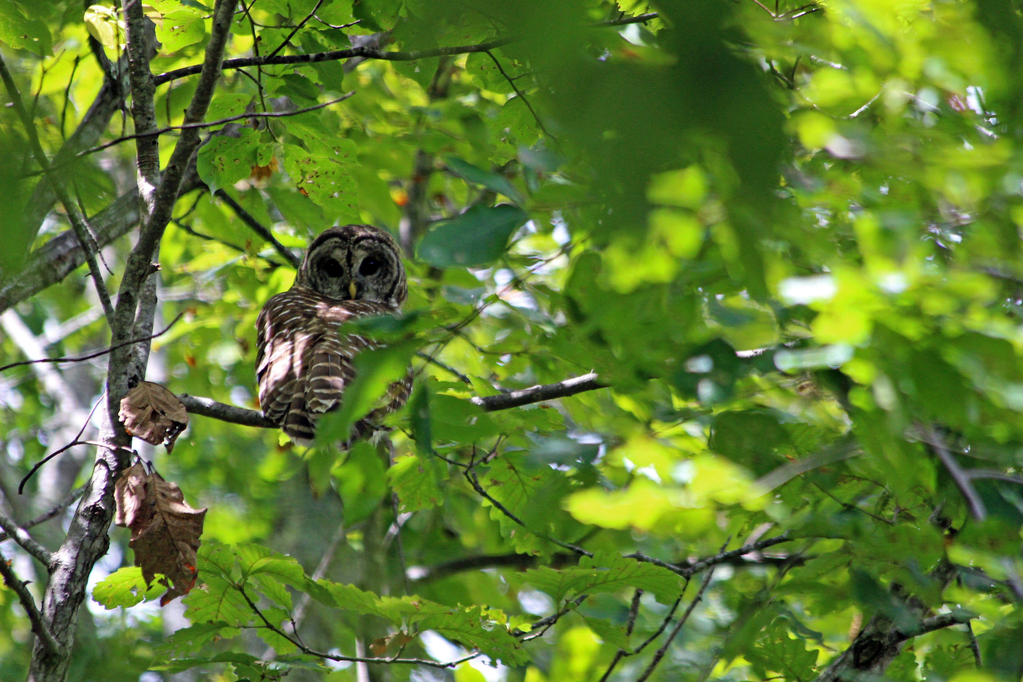 An owl peeks through green tree leaves. 