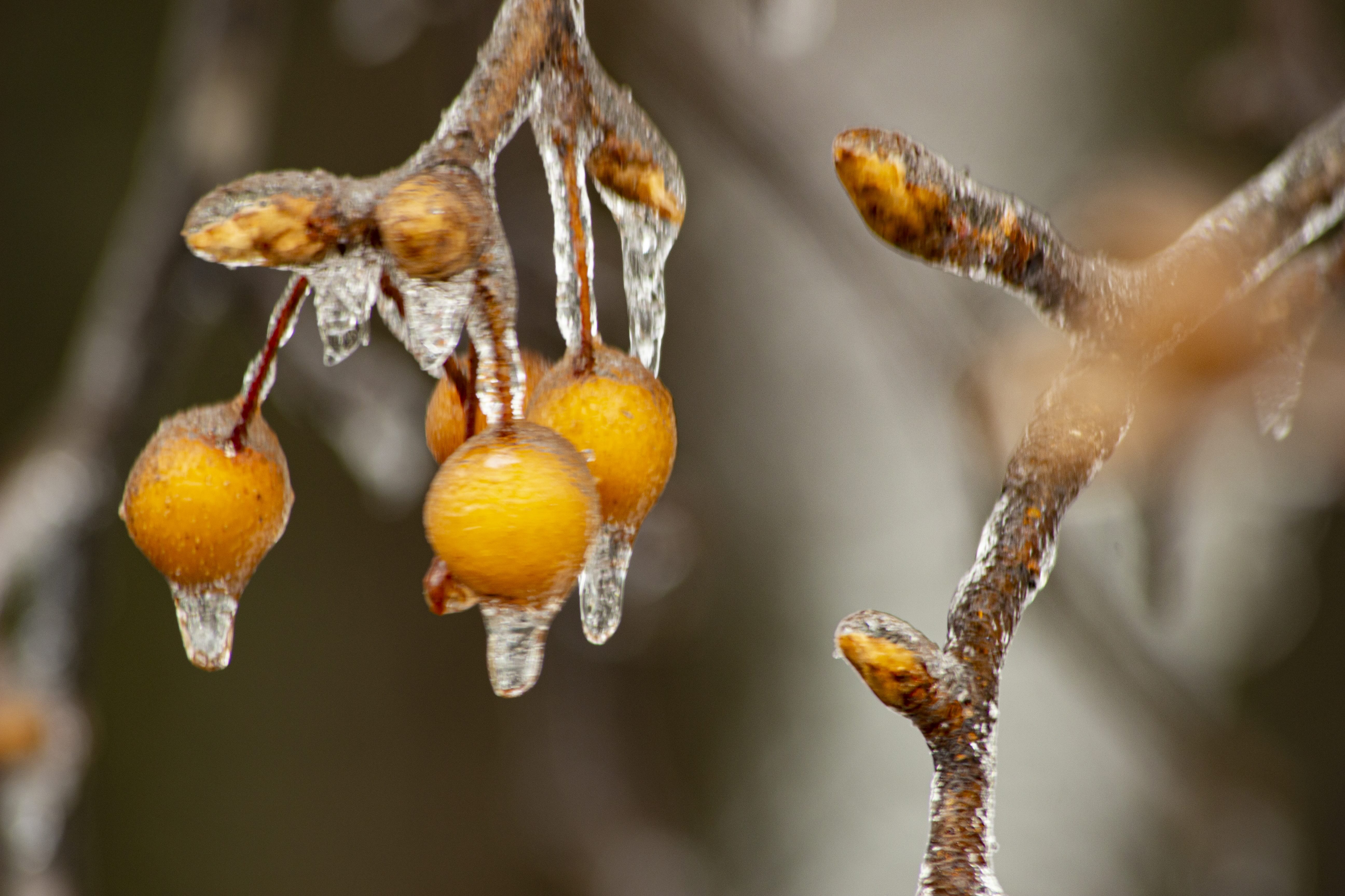 Frozen Bradford pear fruits hanging from tree branches. 