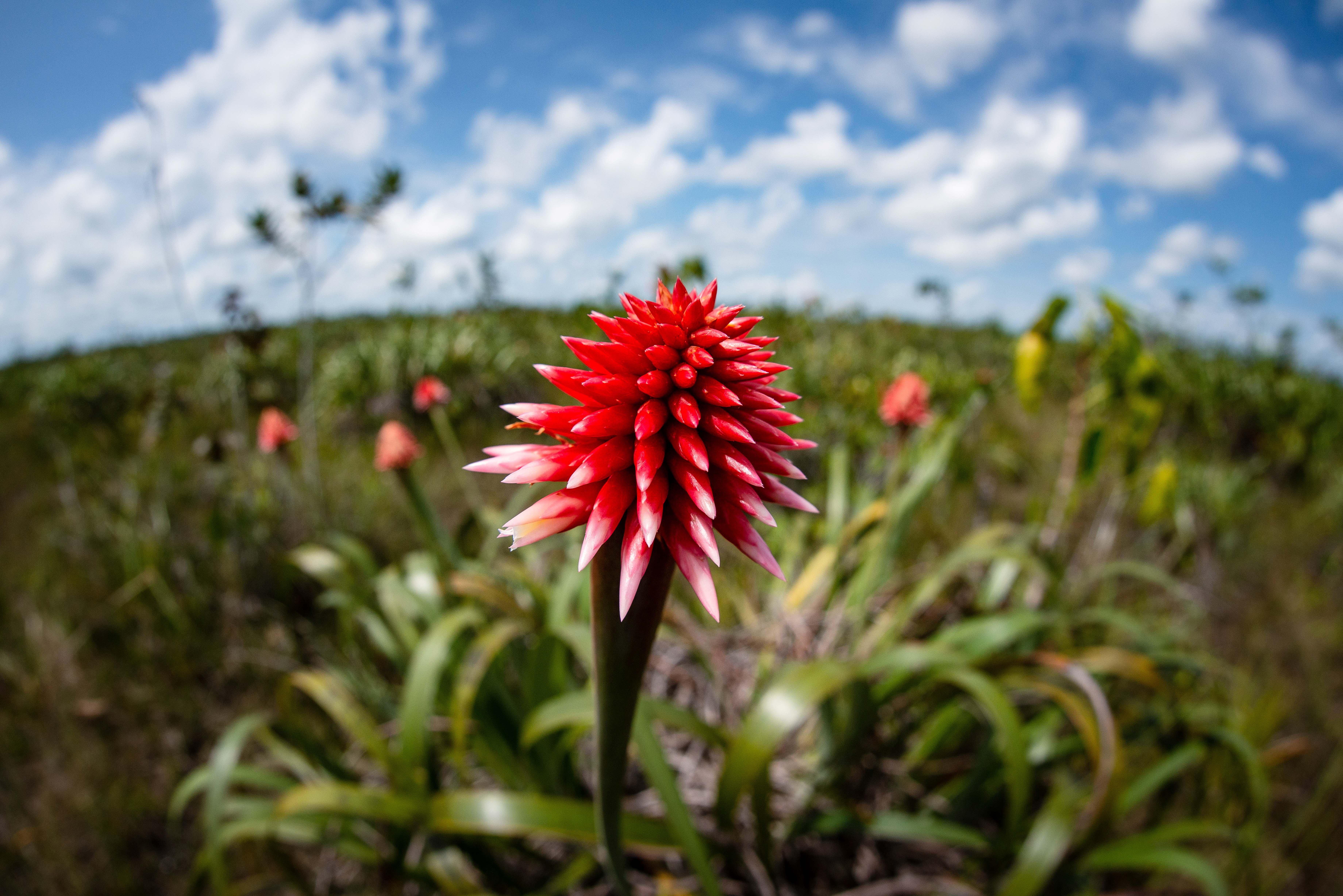 A spiky red flower, the inridia flower.