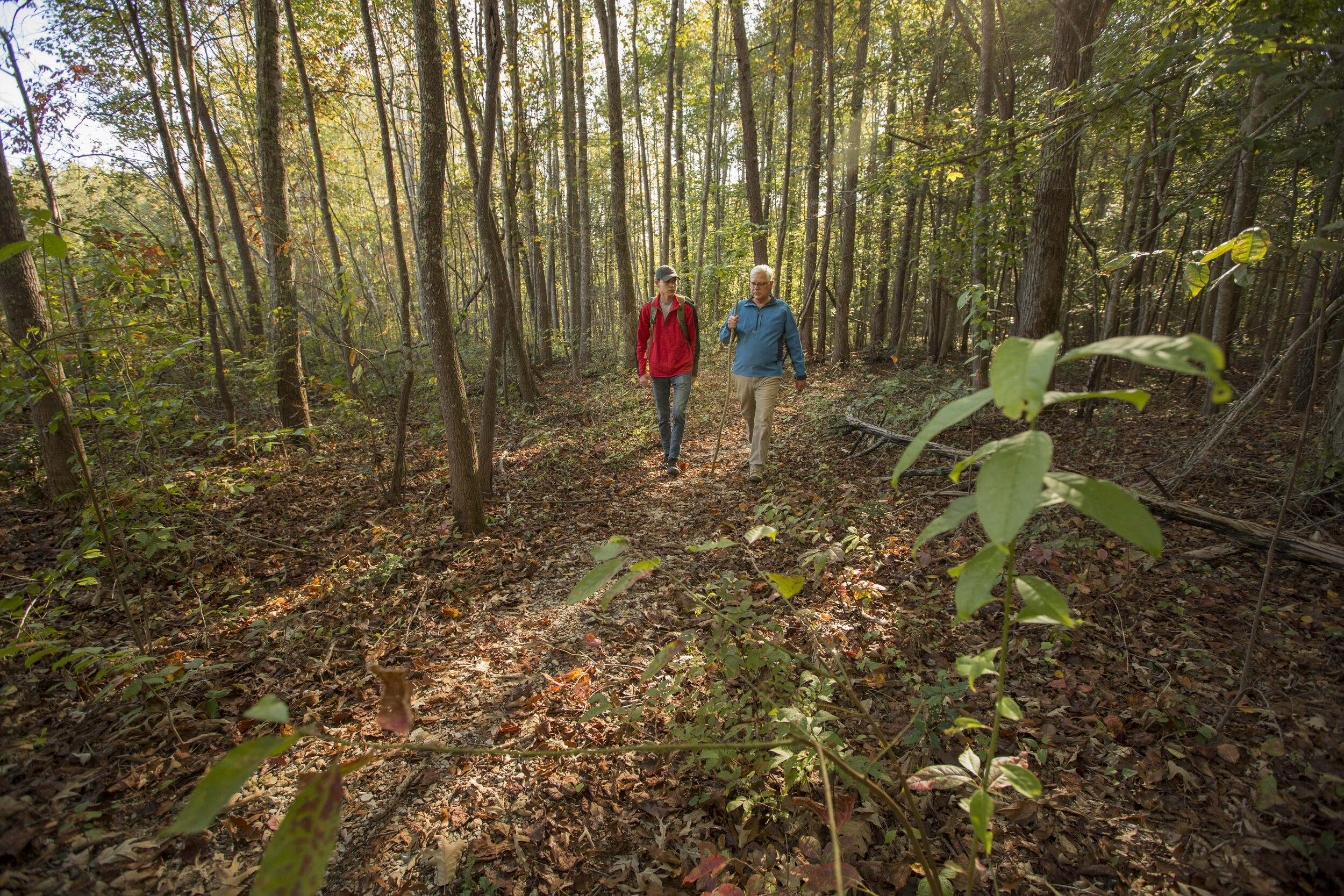 Two people walking through a sunny forest.