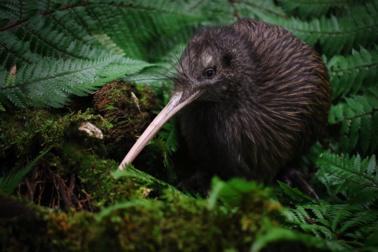 Kiwi bird in tree