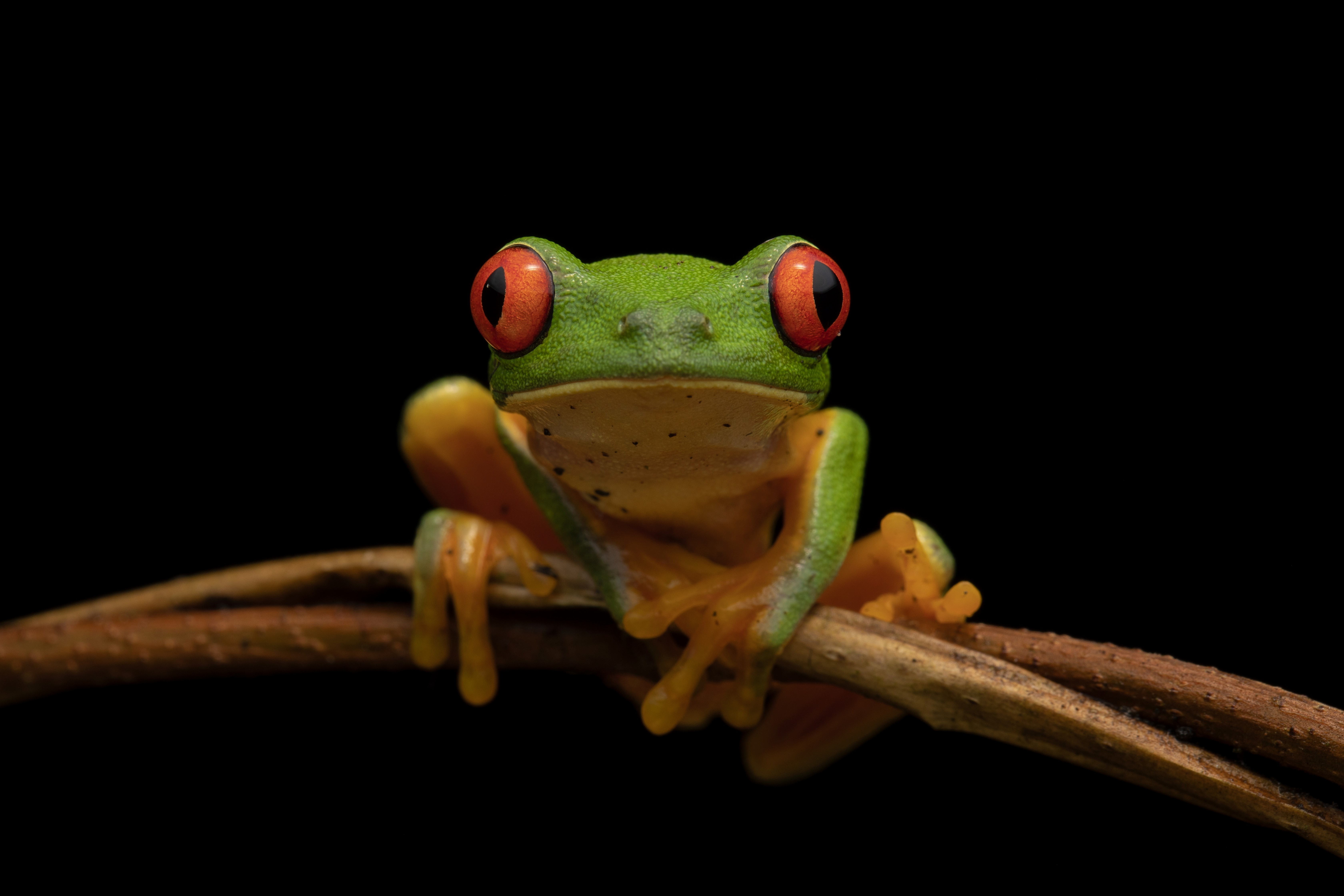 A red-eyed tree frog sits on a leaf at night in Belize.