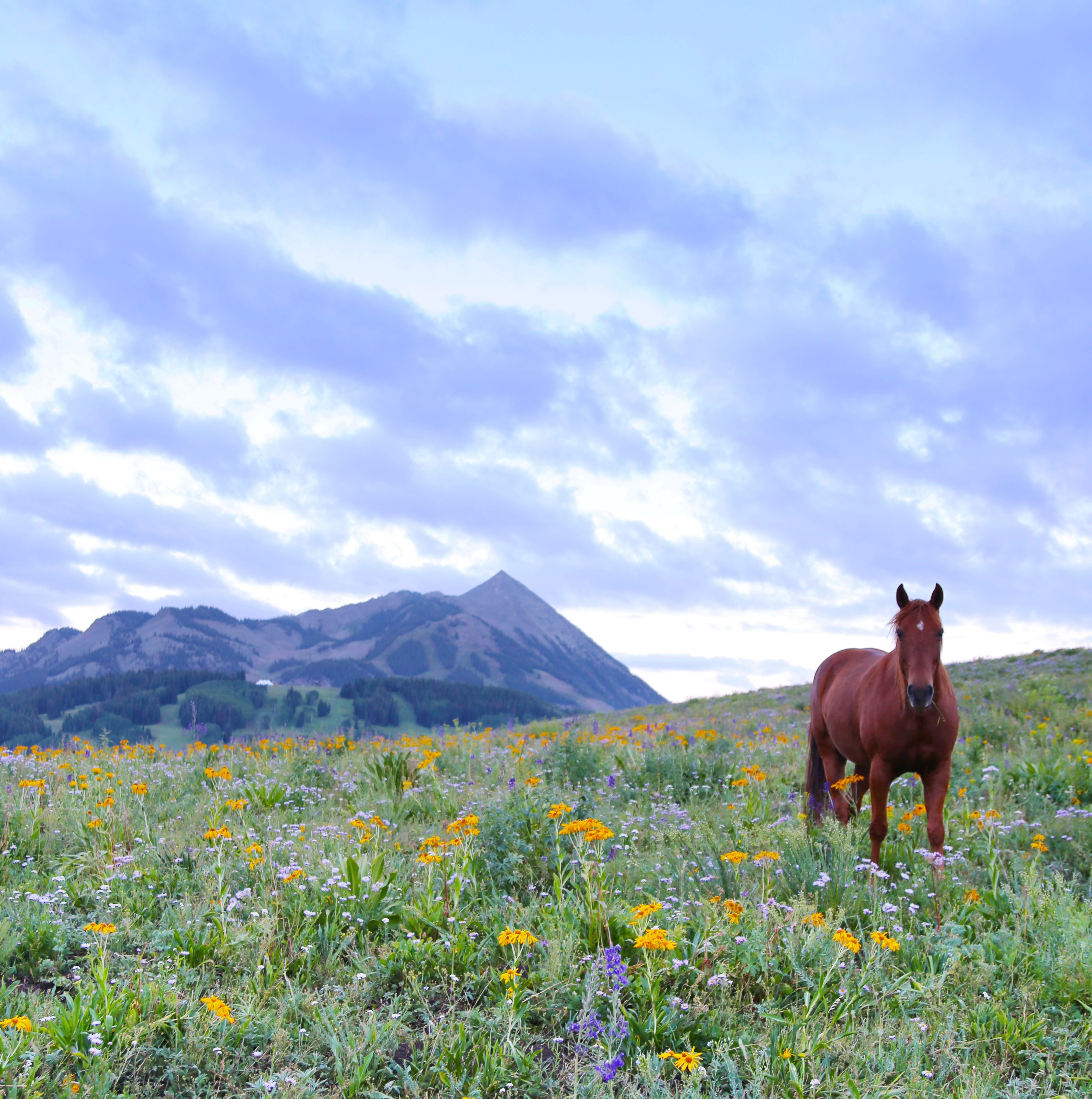 A horse walking on grass with wildflowers and blue mountains in the horizon.