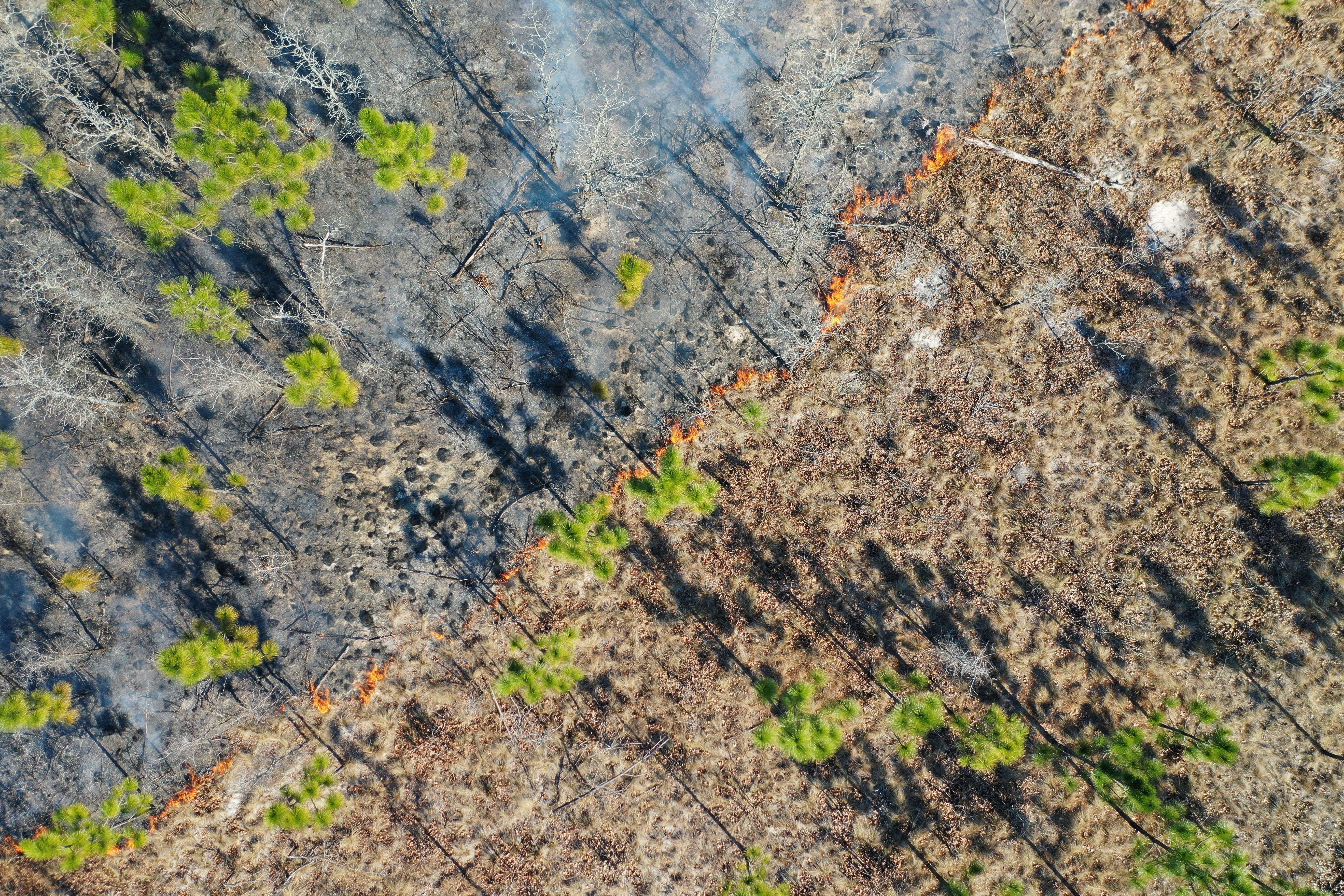 A line of low-intensity fire moves along the ground of a longleaf pine savanna. The ground is blackened behind the fire but the young pine trees are unharmed.