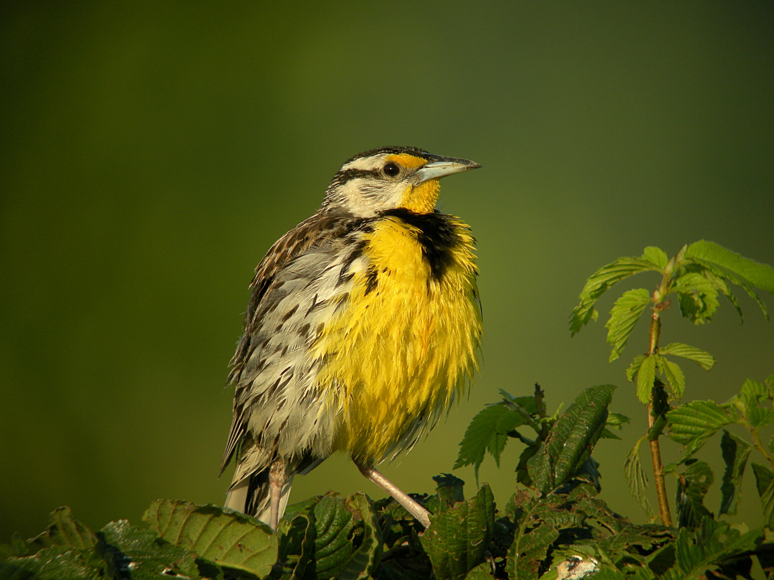 An Eastern meadowlark on a green branch.