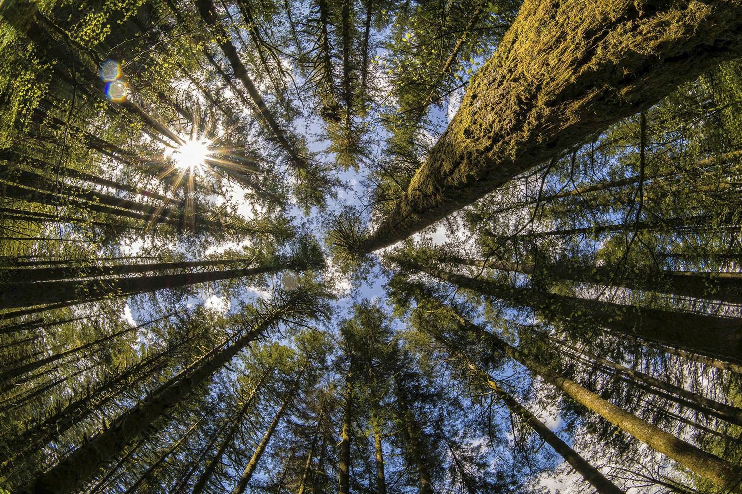 Looking up at the sun and sky through a forest of trees.