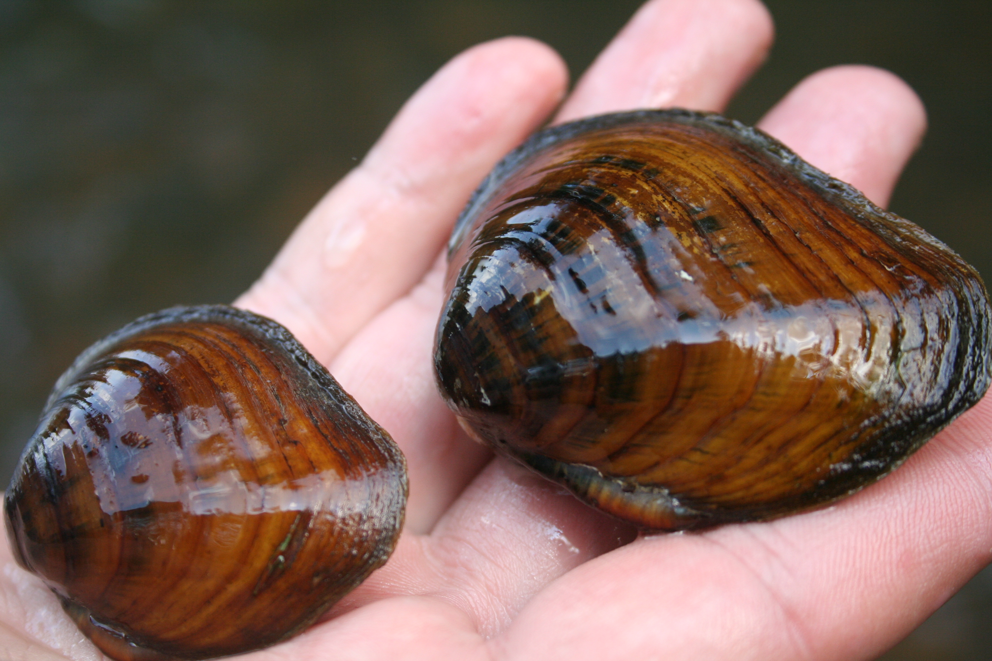 A hand holds two brown and shiny mussels in their palm. 