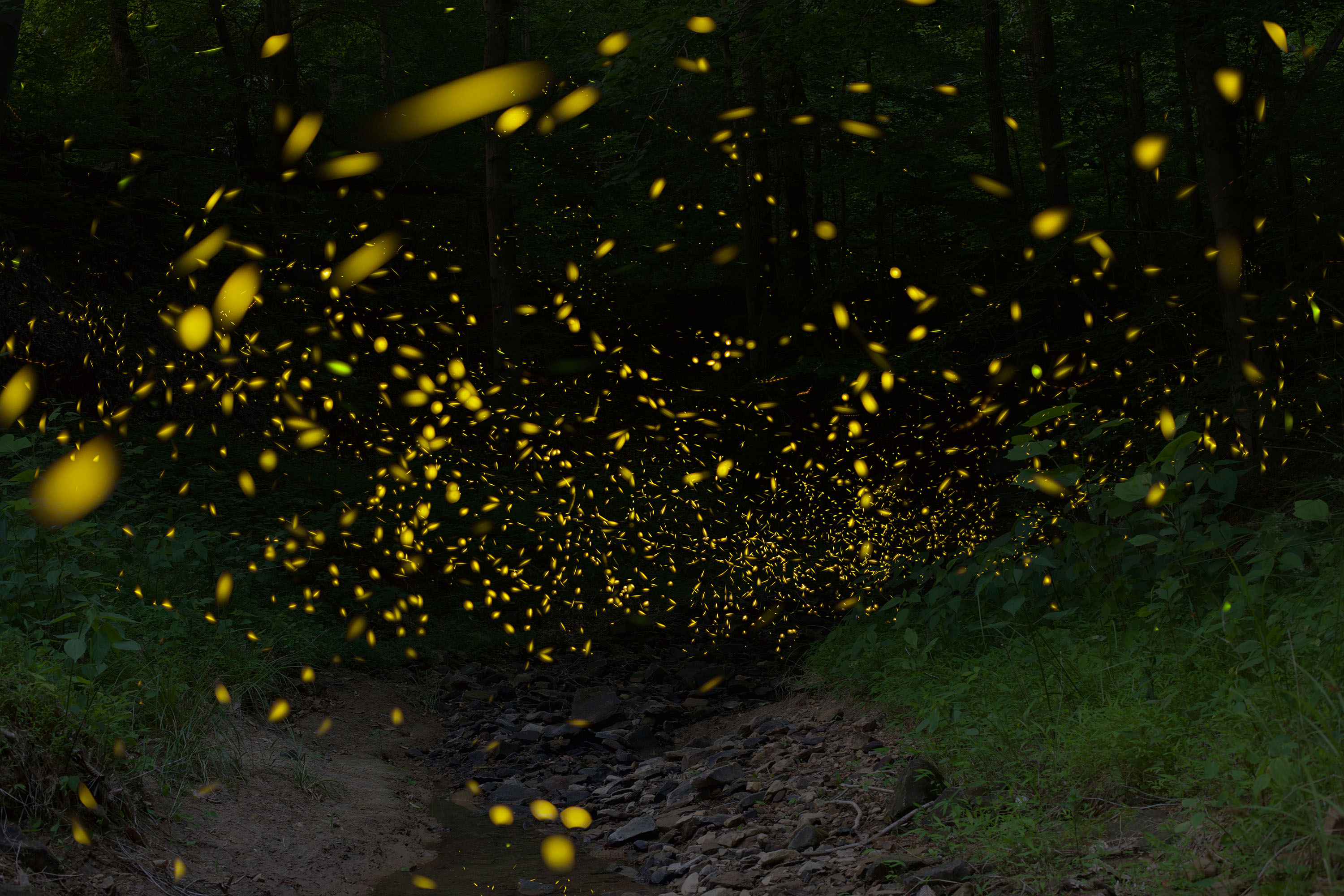 Synchronous fireflies sparkle in nighttime forest.