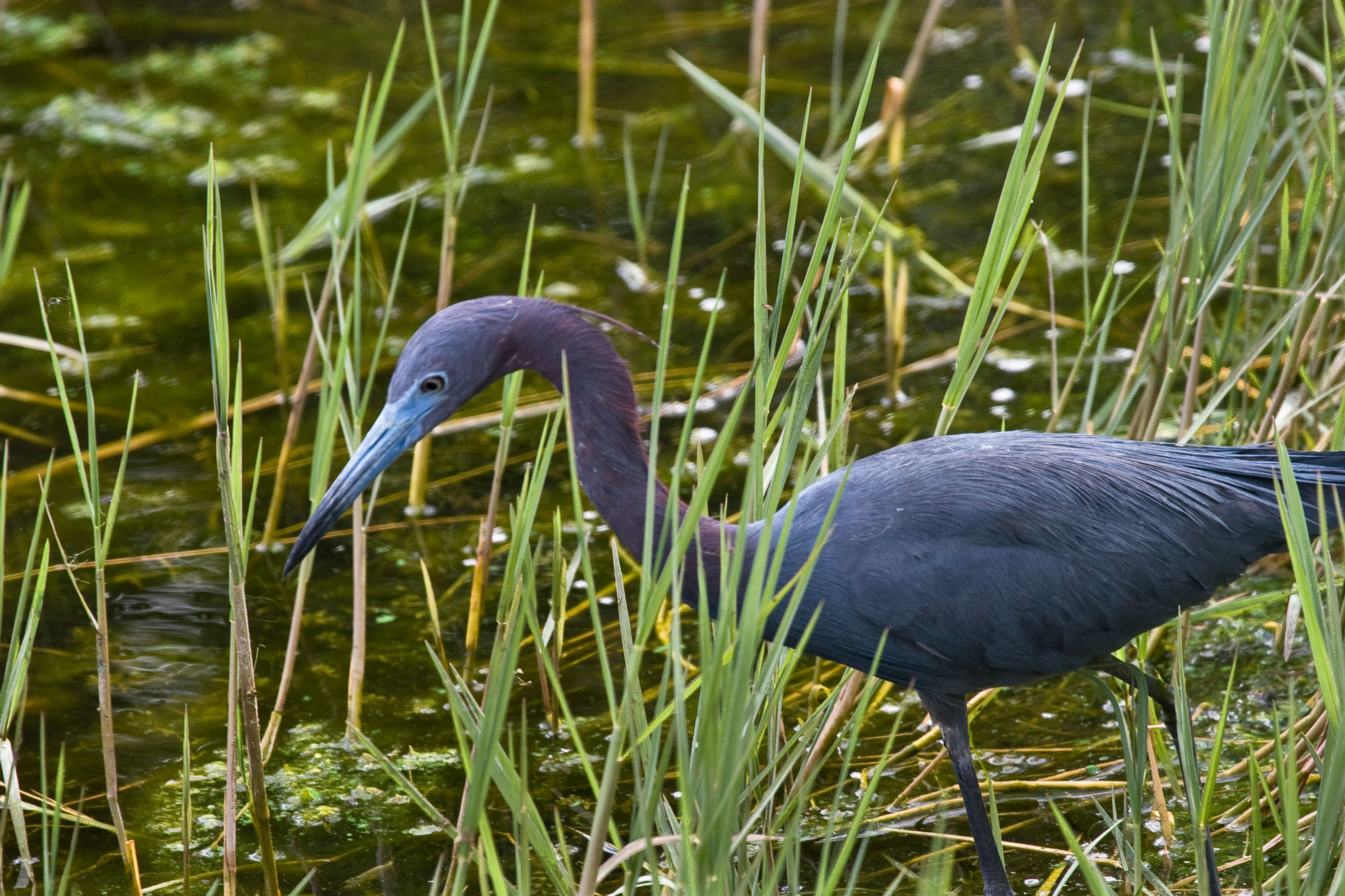 A little blue heron wading through grass in Florida