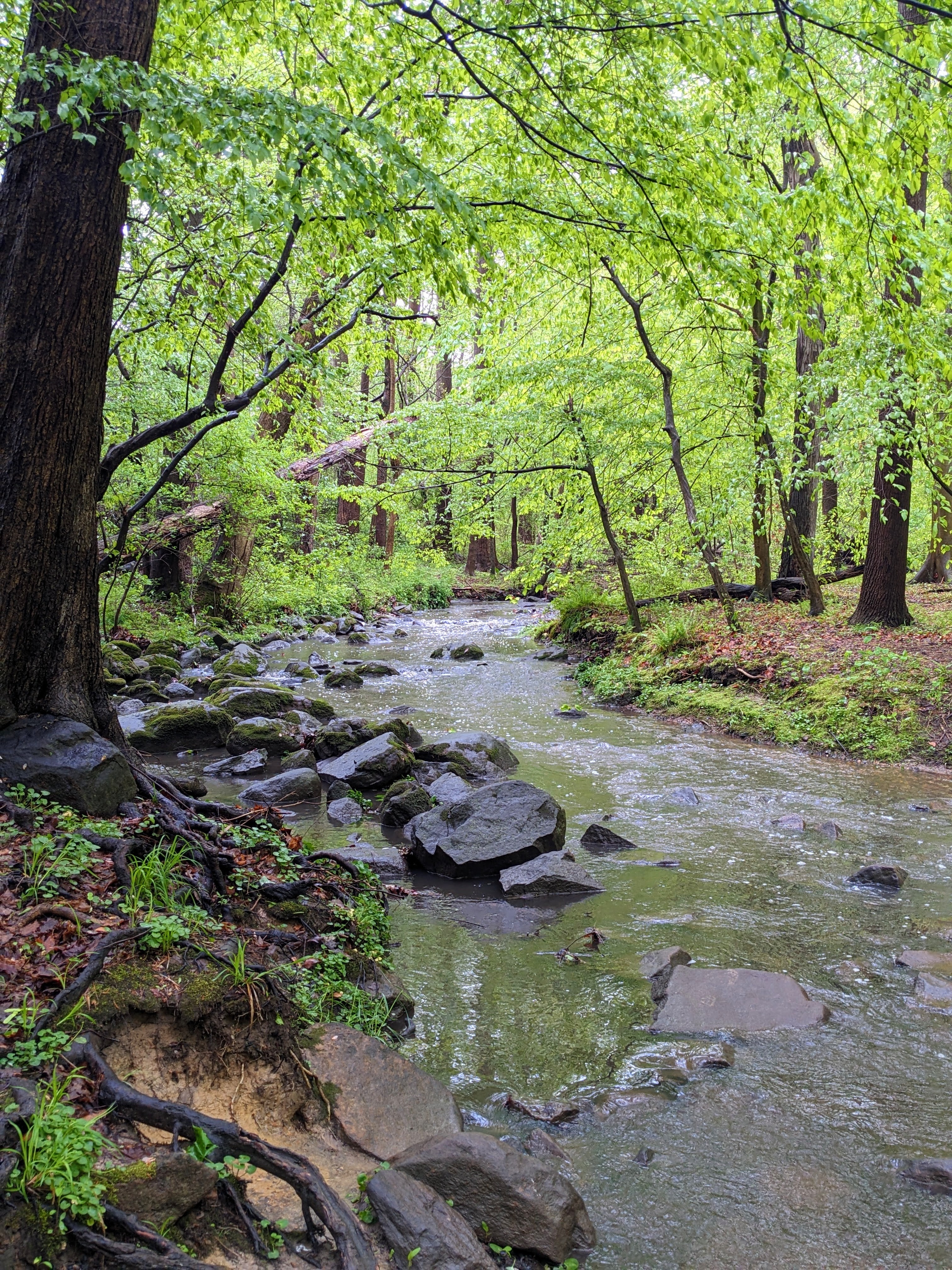 A stream meanders through a section of the woods.