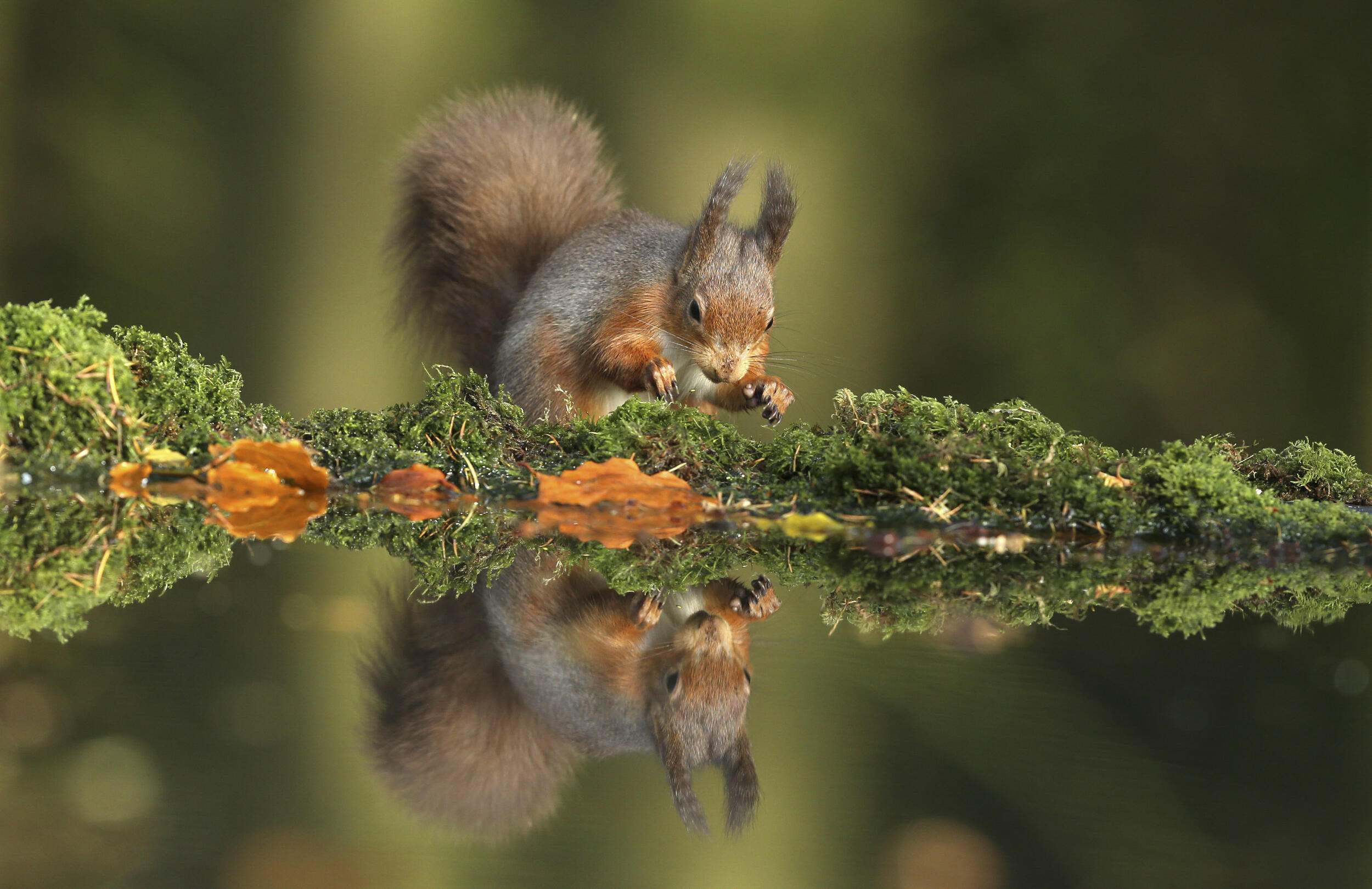 red squirrel looking at its reflection in some water