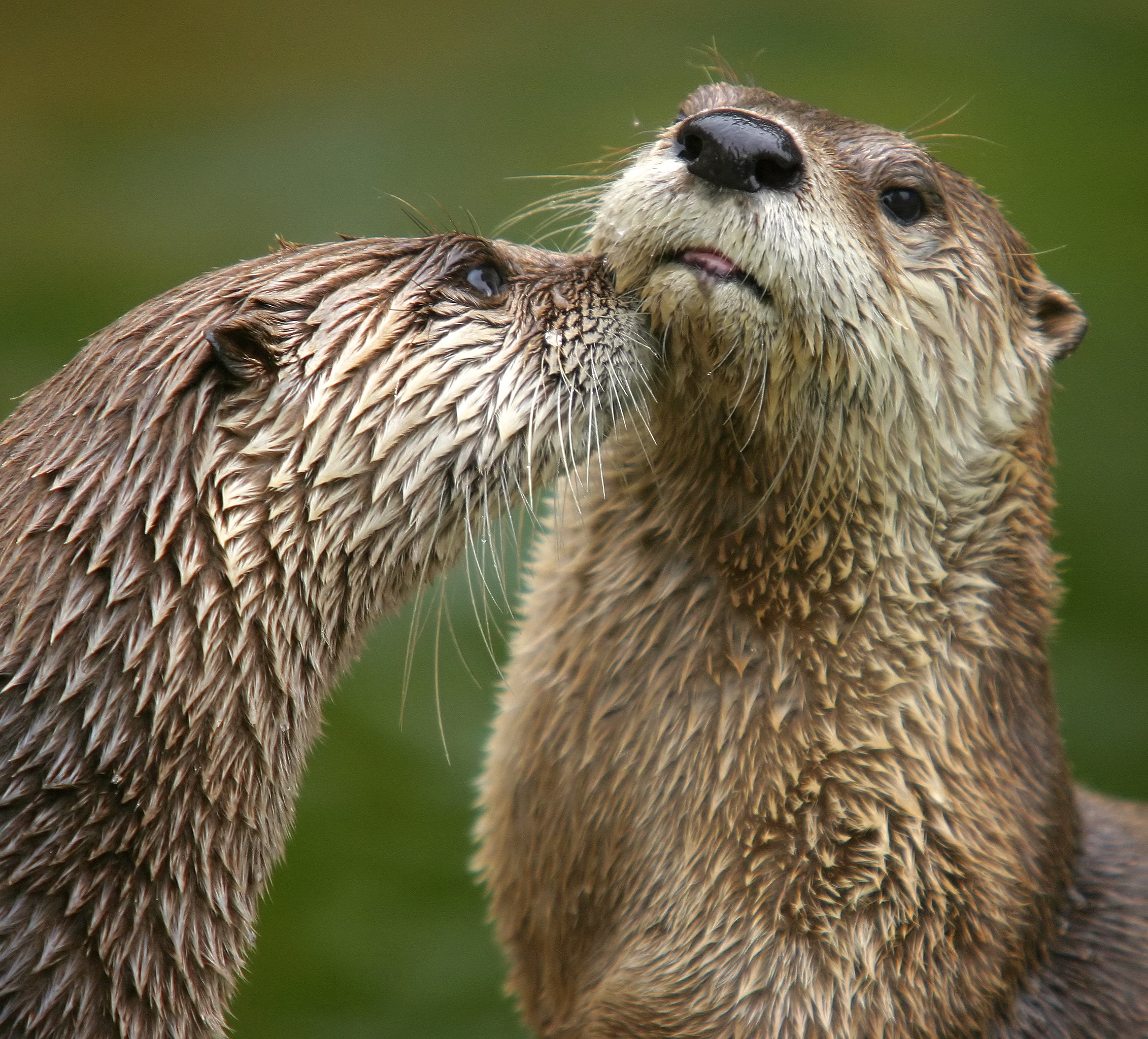 Two river otters snuggling.