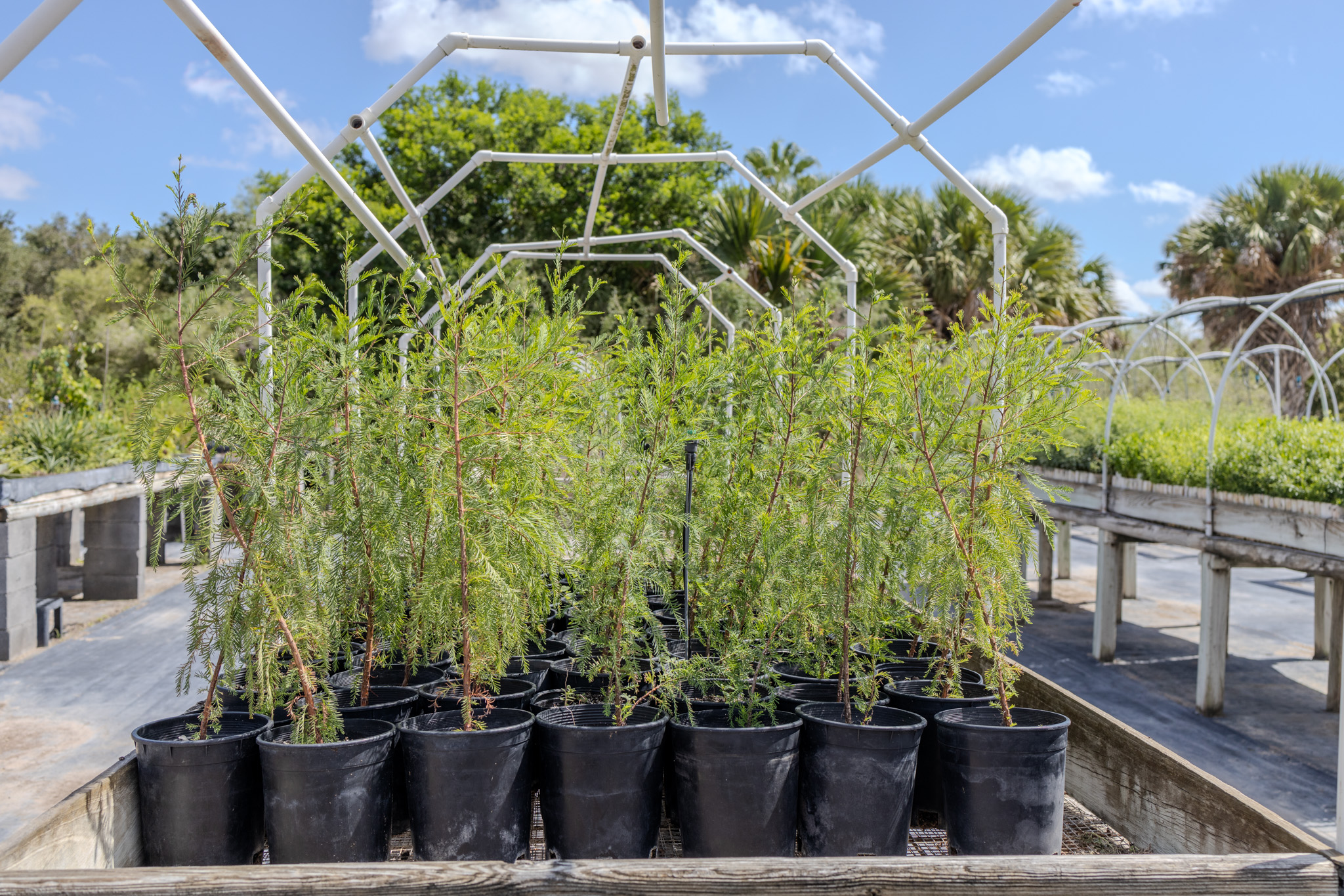 cypress seedlings